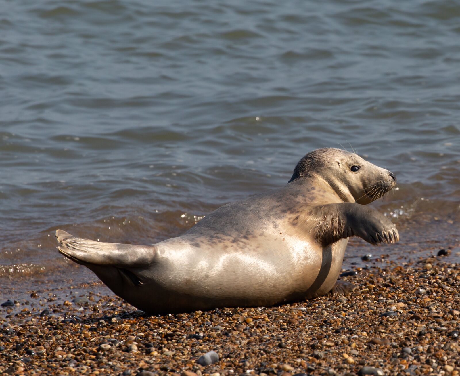 Canon EOS 5D Mark III sample photo. Harbor seal, seal, coast photography