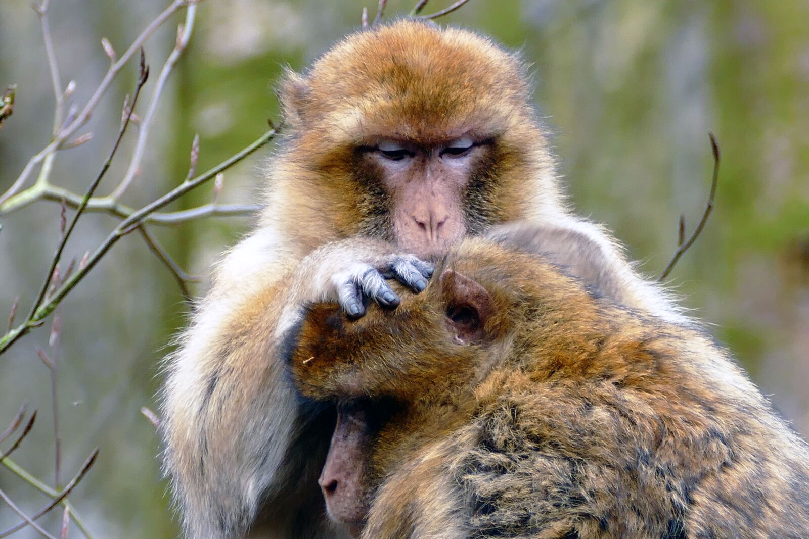 Panasonic Lumix DMC-FZ1000 sample photo. Ape, monkey, animal photography
