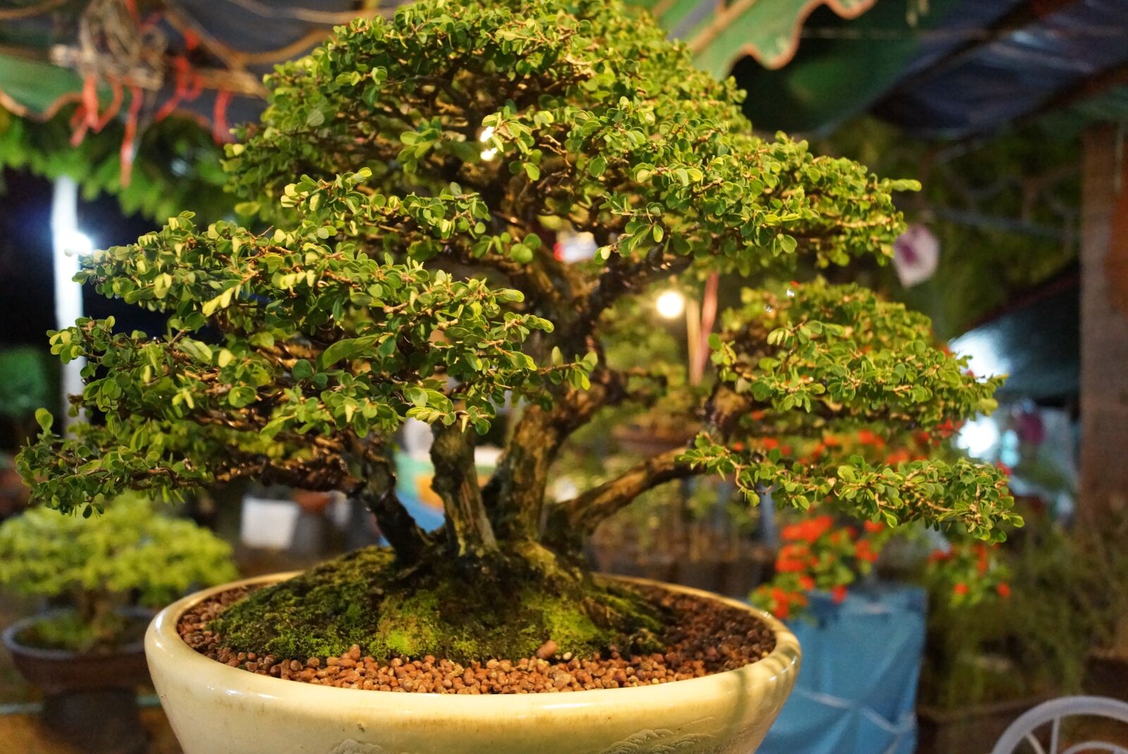 Sony SLT-A65 (SLT-A65V) + Sony DT 18-55mm F3.5-5.6 SAM sample photo. Tree, of tiny, jardiniere photography