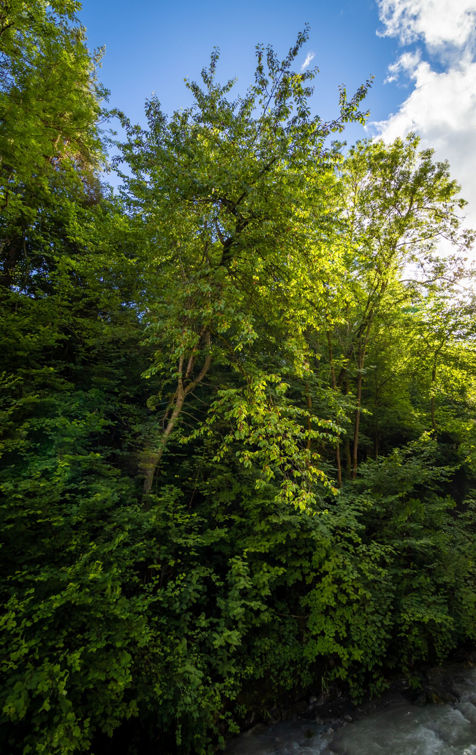 Canon EF-S 10-18mm F4.5–5.6 IS STM sample photo. Leaves, stream, trees photography