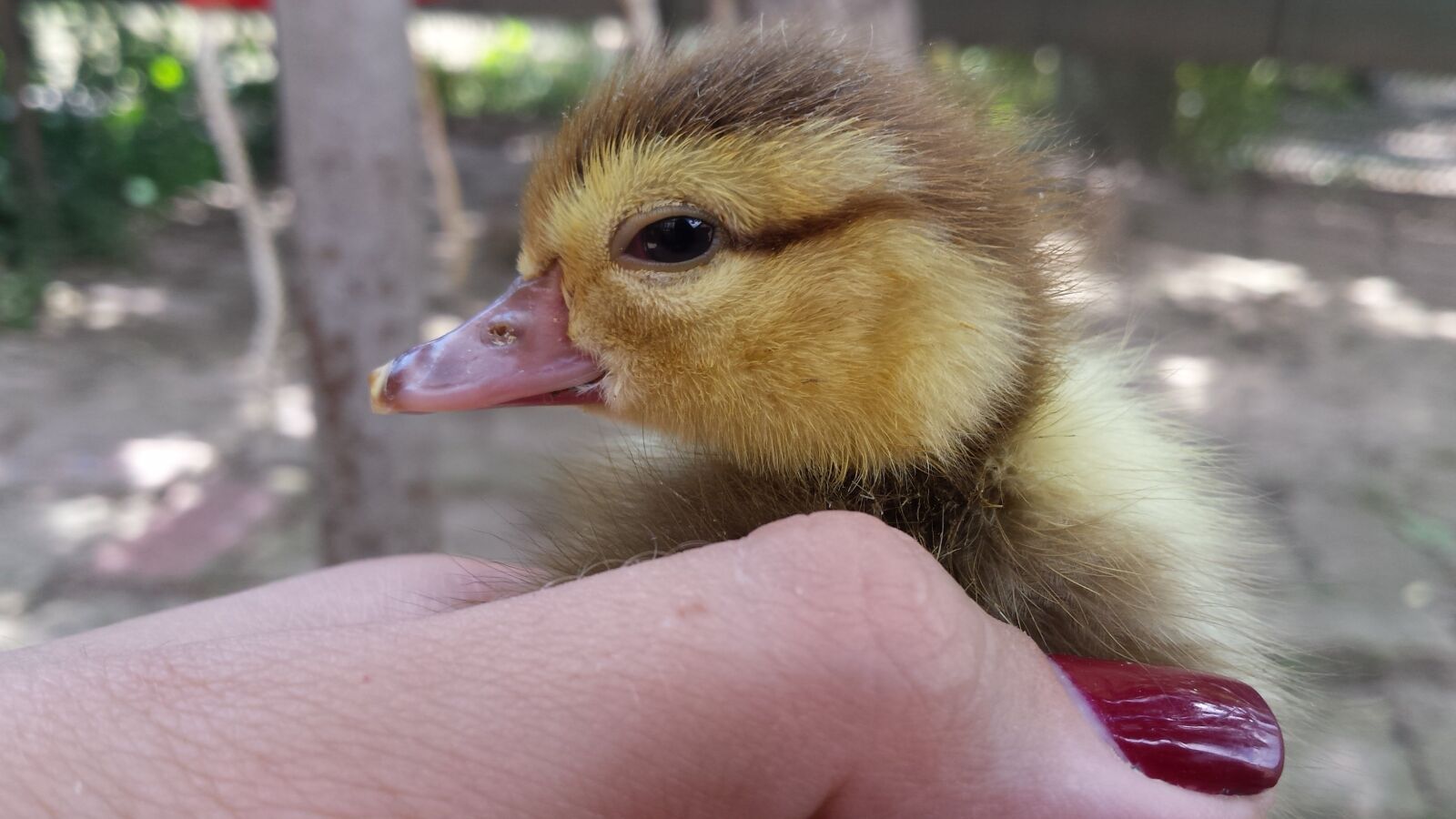 Samsung Galaxy S4 sample photo. Ducklings, little ducklings, village photography