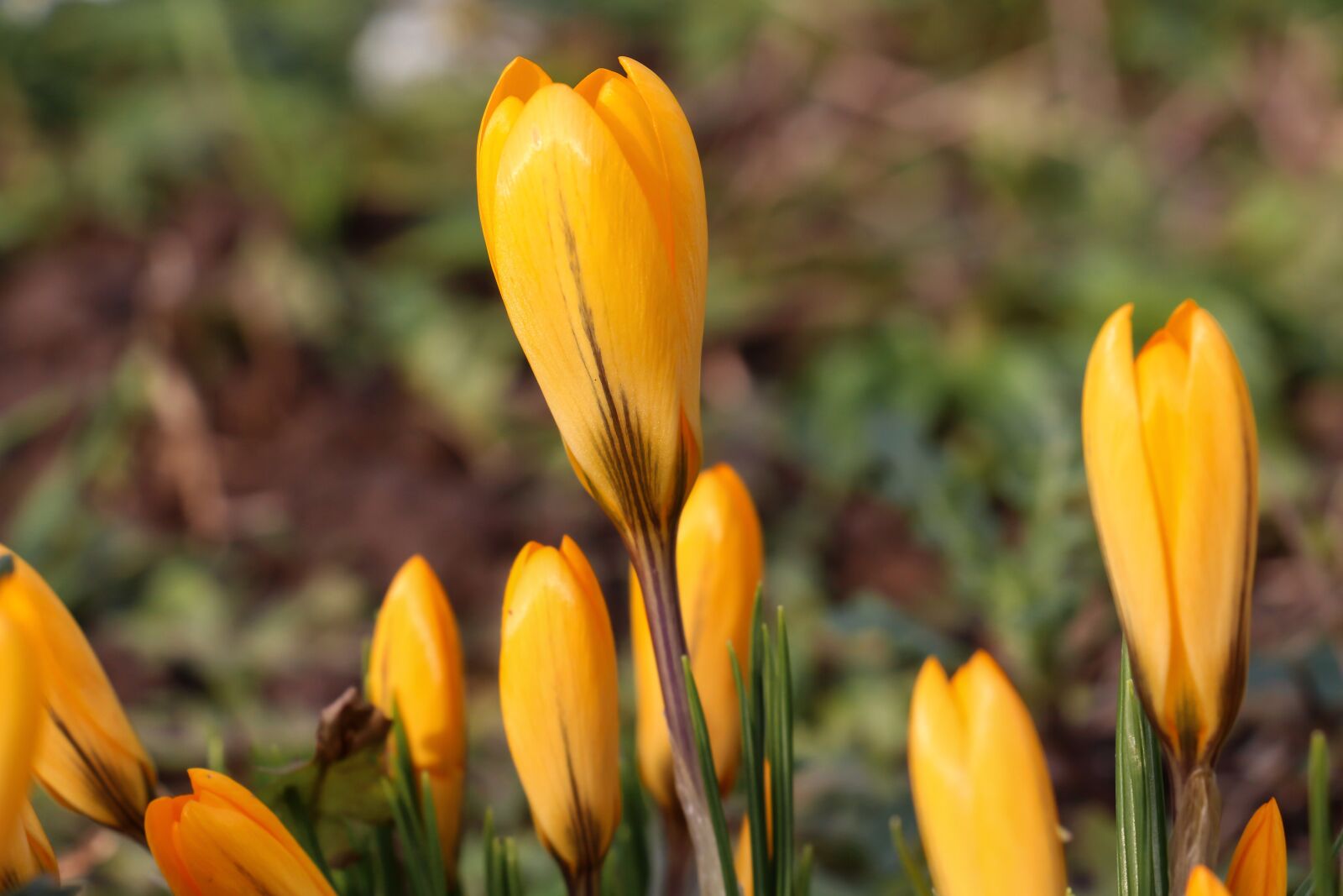 Canon EOS 700D (EOS Rebel T5i / EOS Kiss X7i) sample photo. Nature, flower, plant photography
