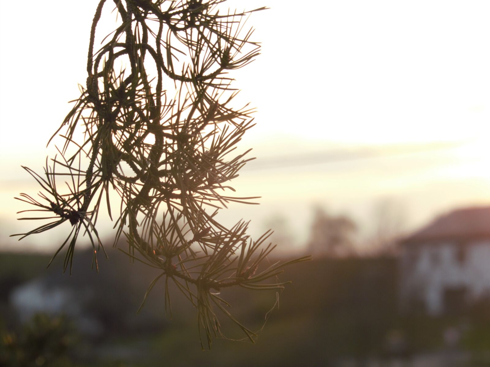 Panasonic Lumix DMC-FZ200 sample photo. Needles, pine, tree photography