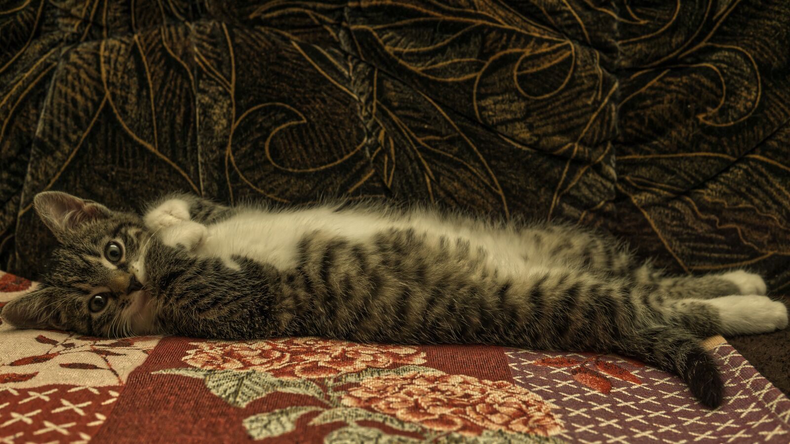 30mm F1.4 DC DN | Contemporary 016 sample photo. Cat, small, mackerel photography
