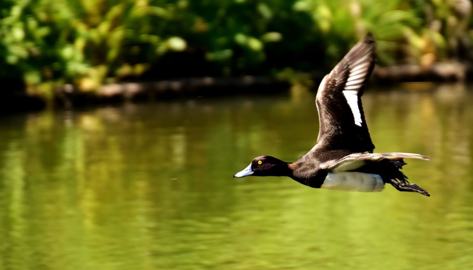 Nikon D7200 sample photo. Row pension, blue beak photography