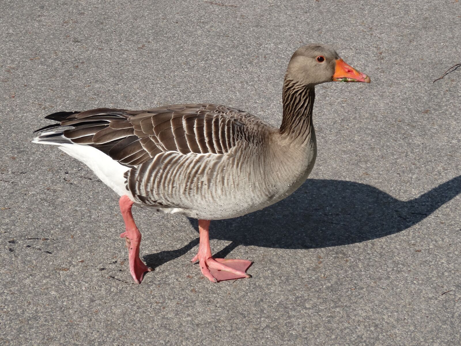 Sony Cyber-shot DSC-HX20V sample photo. Oca, animal, ave photography