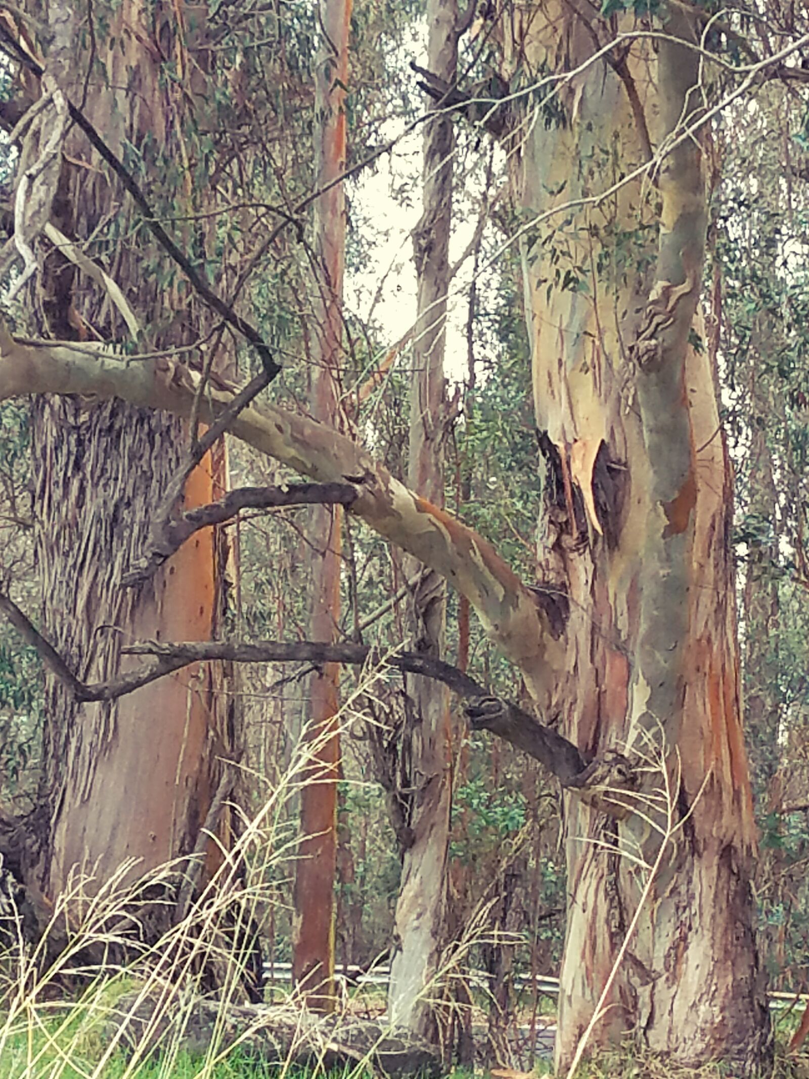Samsung Galaxy S7 Edge sample photo. Forrest, trees photography