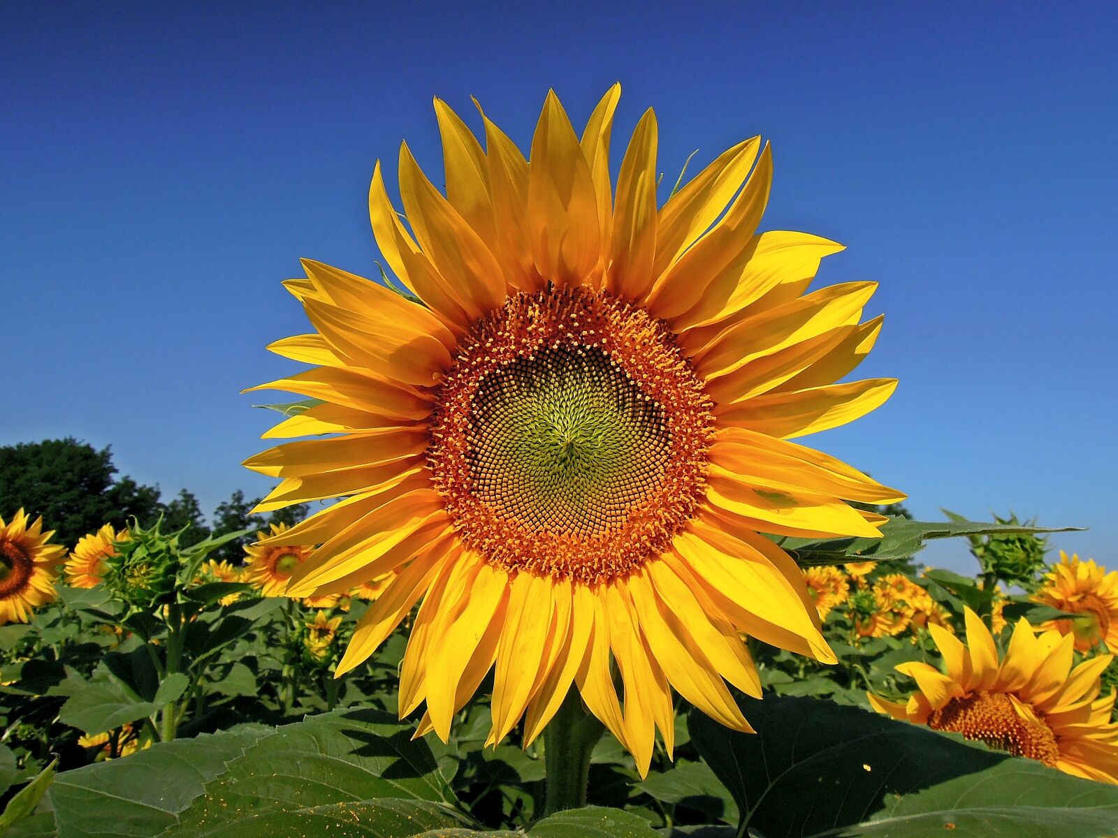 Nikon Coolpix P300 sample photo. Sunflower, flower, yellow flower photography