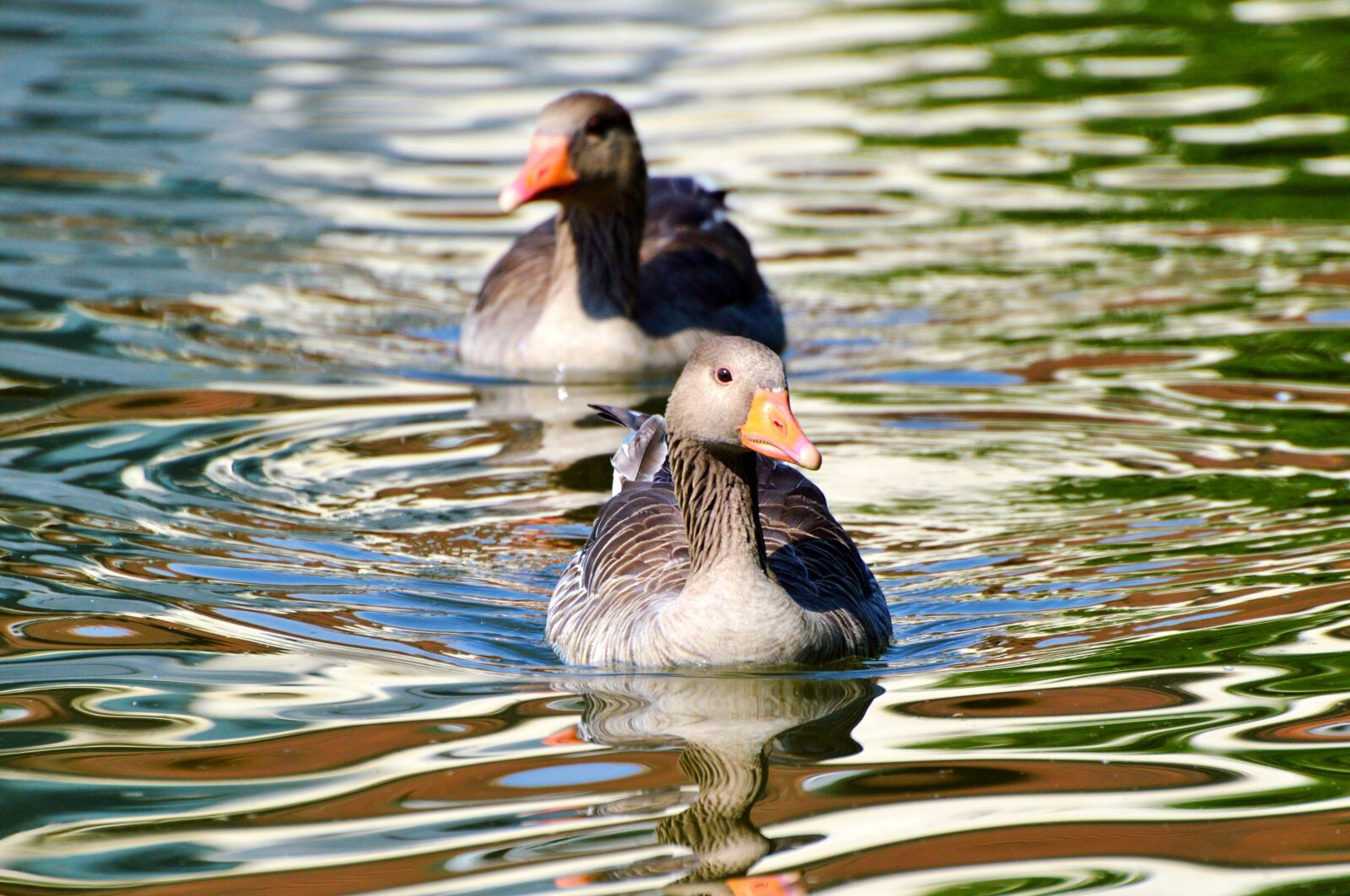 Nikon D3200 sample photo. Wild goose, goose, bird photography