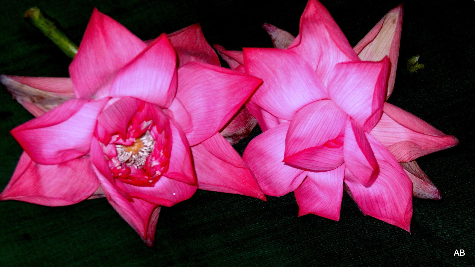 Sony Cyber-shot DSC-HX9V sample photo. Close, up, of, pink photography