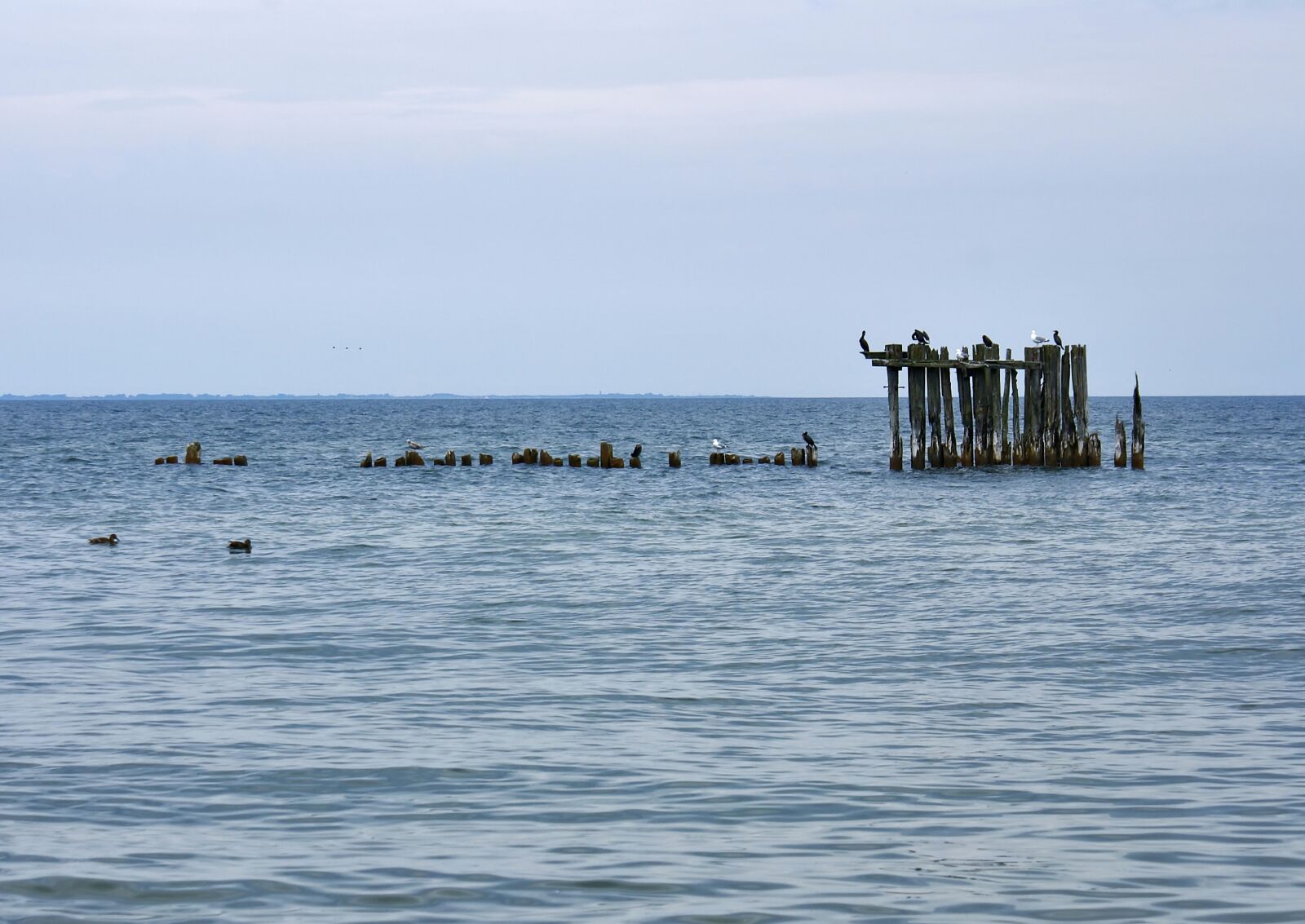 Sony Alpha DSLR-A100 sample photo. Sea, birds, blue photography