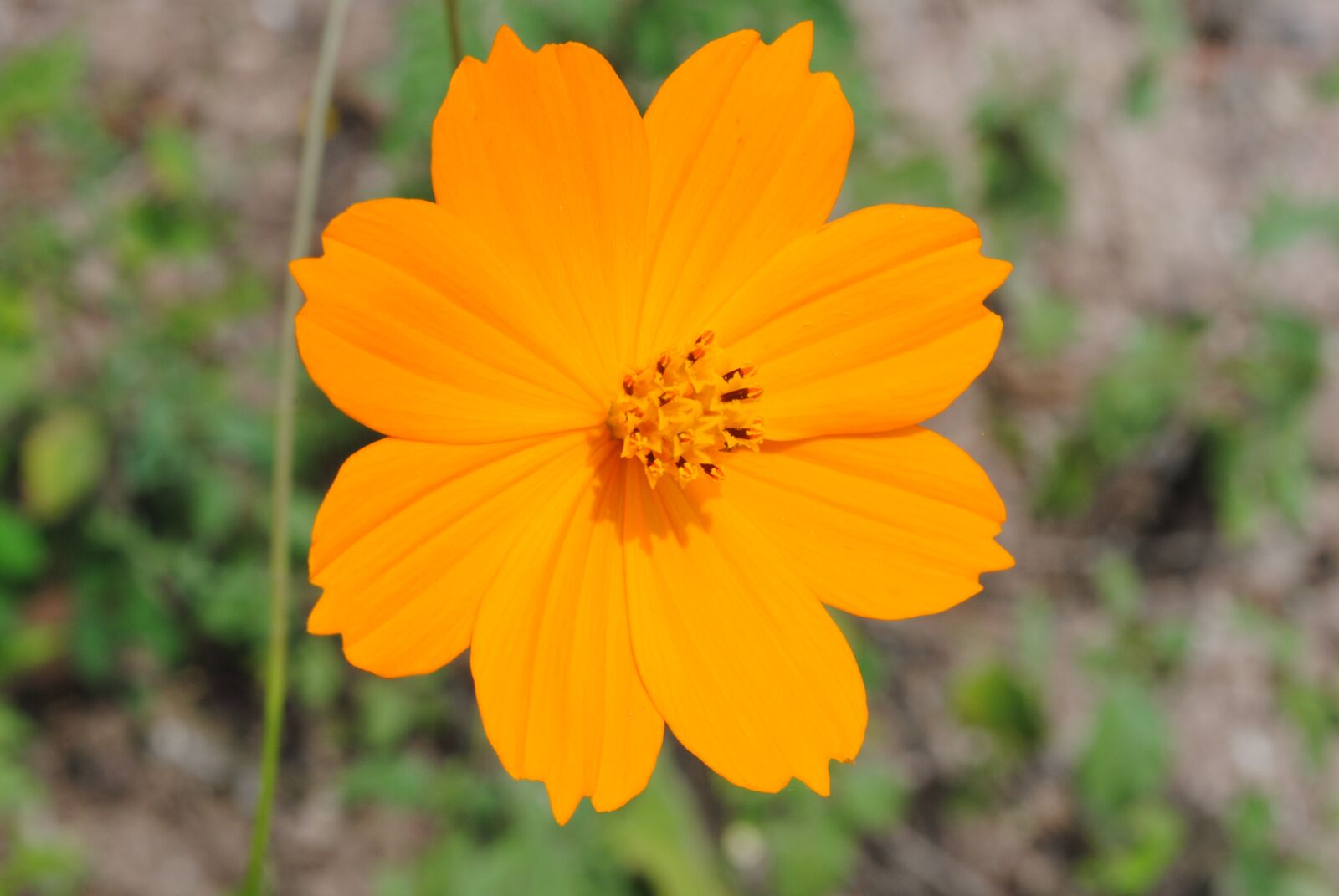Nikon D3000 sample photo. Scorpion regional, flowers, wild photography