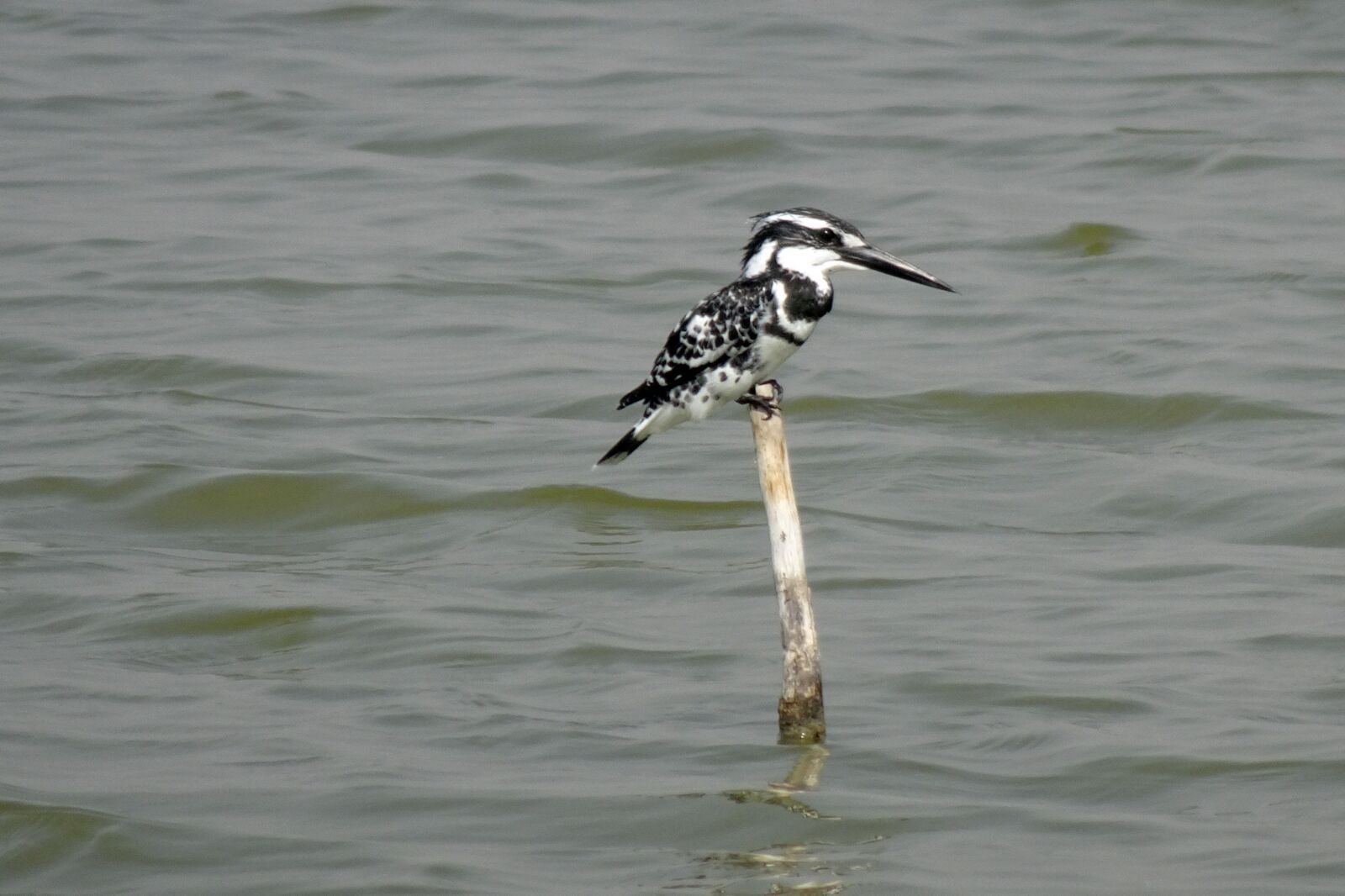 Sony Cyber-shot DSC-HX90V sample photo. Kingfisher, pied kingfisher, ceryle photography