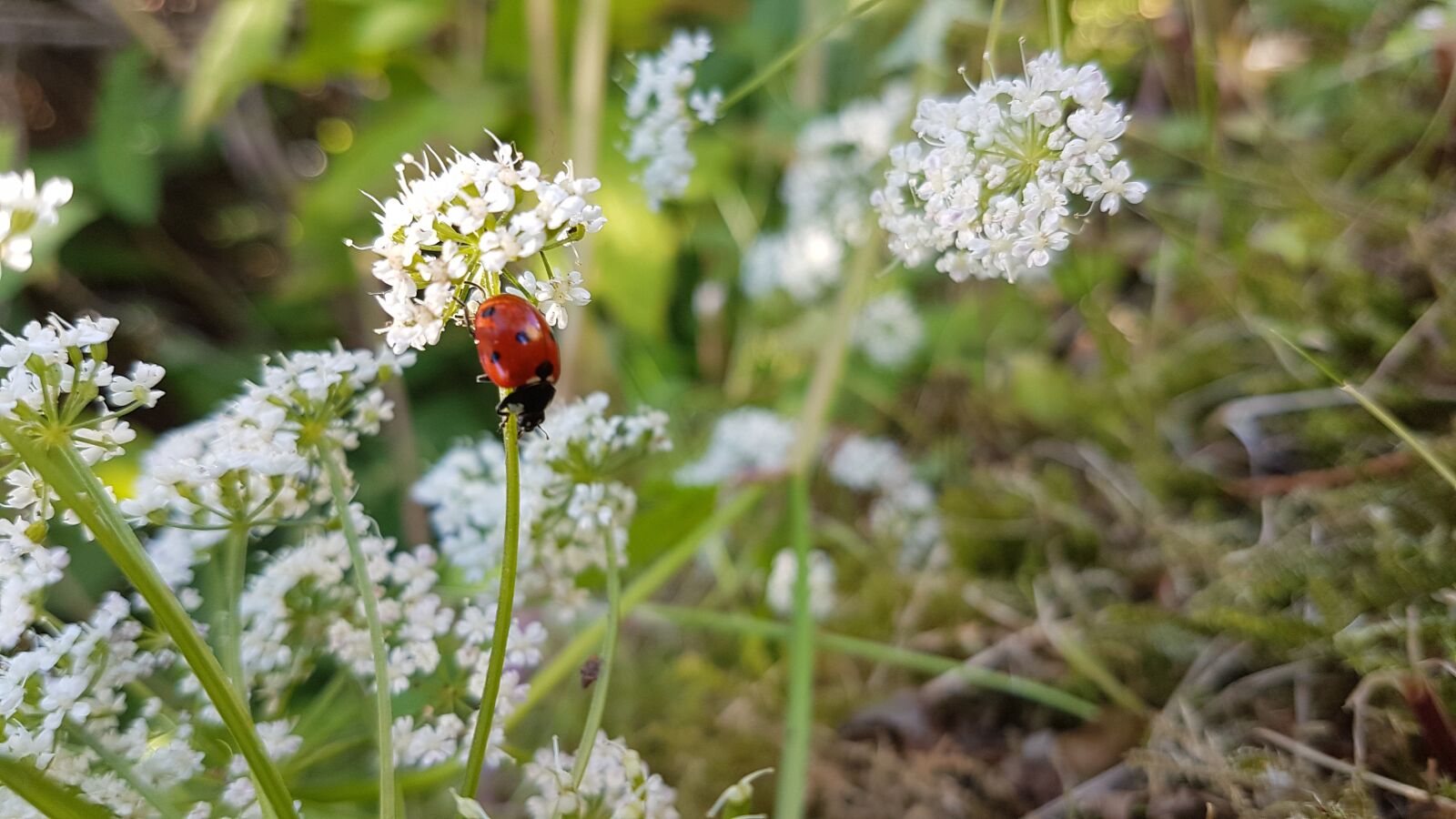 Samsung Galaxy S7 Edge sample photo. Ladybug, insect, flowers photography