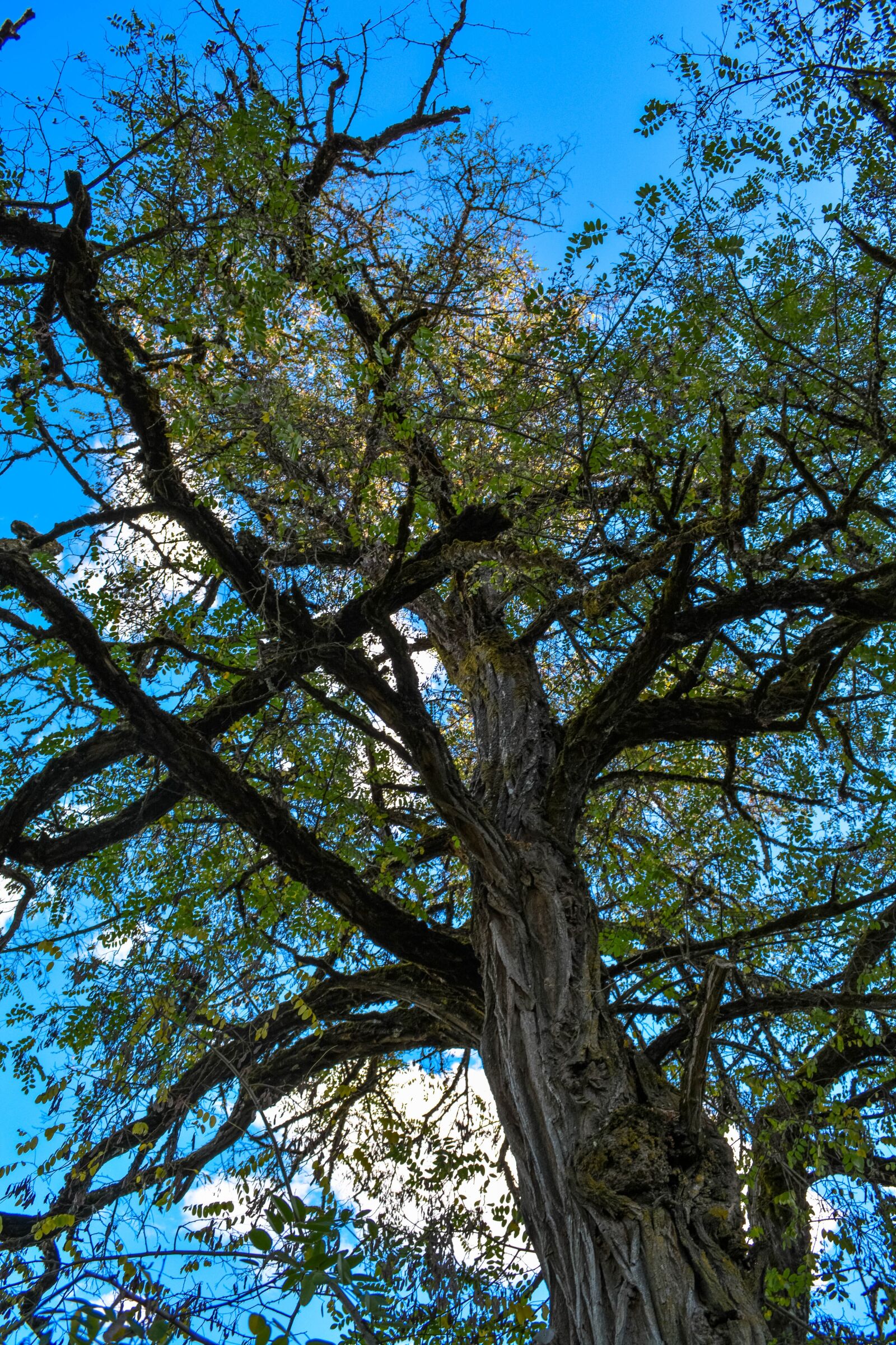 Nikon D5200 sample photo. Tree, sky, nature photography