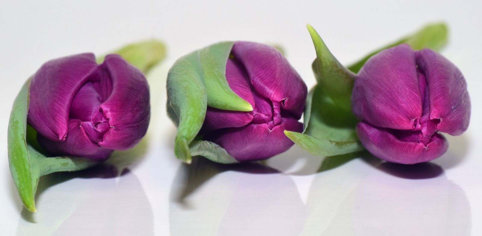 Nikon D3300 sample photo. Tulips, purple, flowers photography