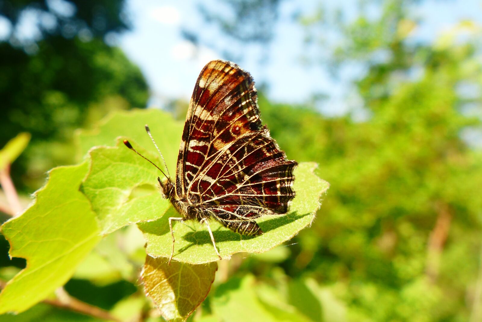 Panasonic Lumix DMC-FZ200 sample photo. Animals, invertebrates, insect photography