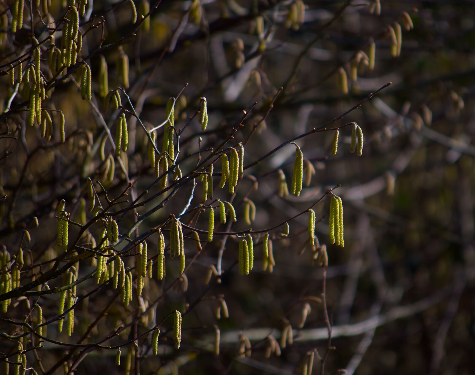 Nikon D5500 sample photo. Nature, tree, green photography