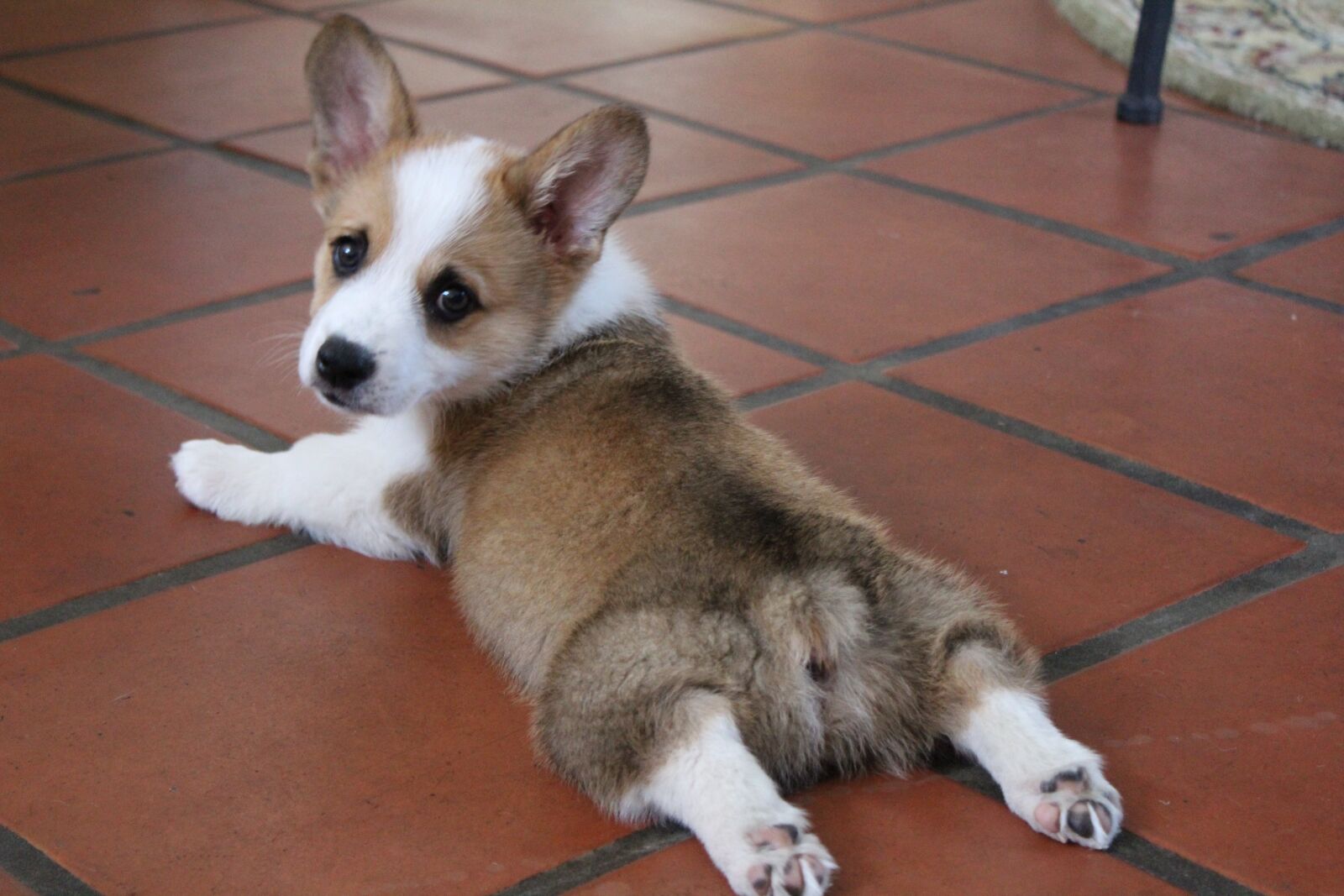 Canon EOS 1300D (EOS Rebel T6 / EOS Kiss X80) sample photo. Corgi, puppy, cute photography