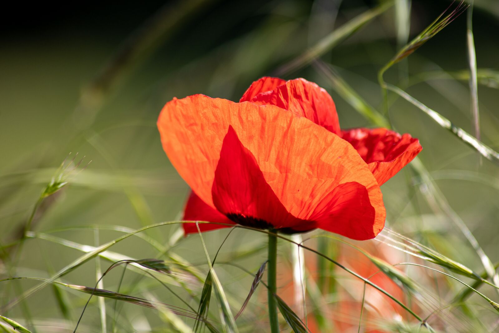 Canon EOS 6D Mark II sample photo. Poppy, klatschmohn, poppy flower photography