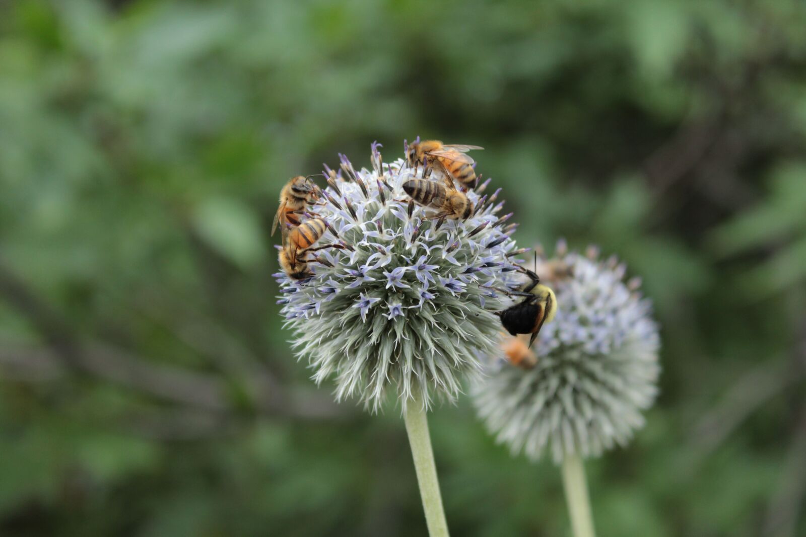 Canon EOS 1300D (EOS Rebel T6 / EOS Kiss X80) sample photo. Bees, nectar, honeybees photography