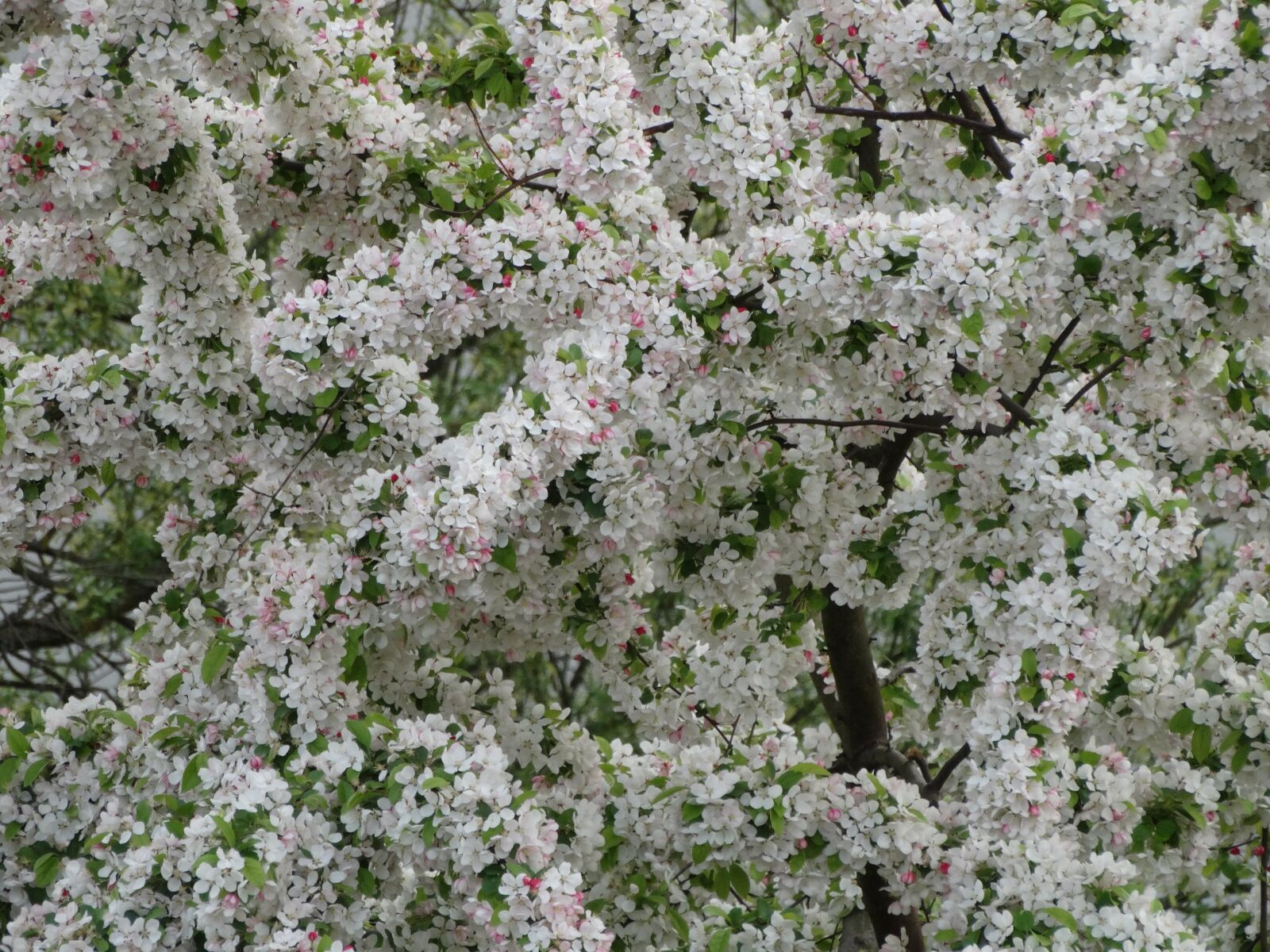 Sony Cyber-shot DSC-HX300 sample photo. Cherry, flowers, spring photography