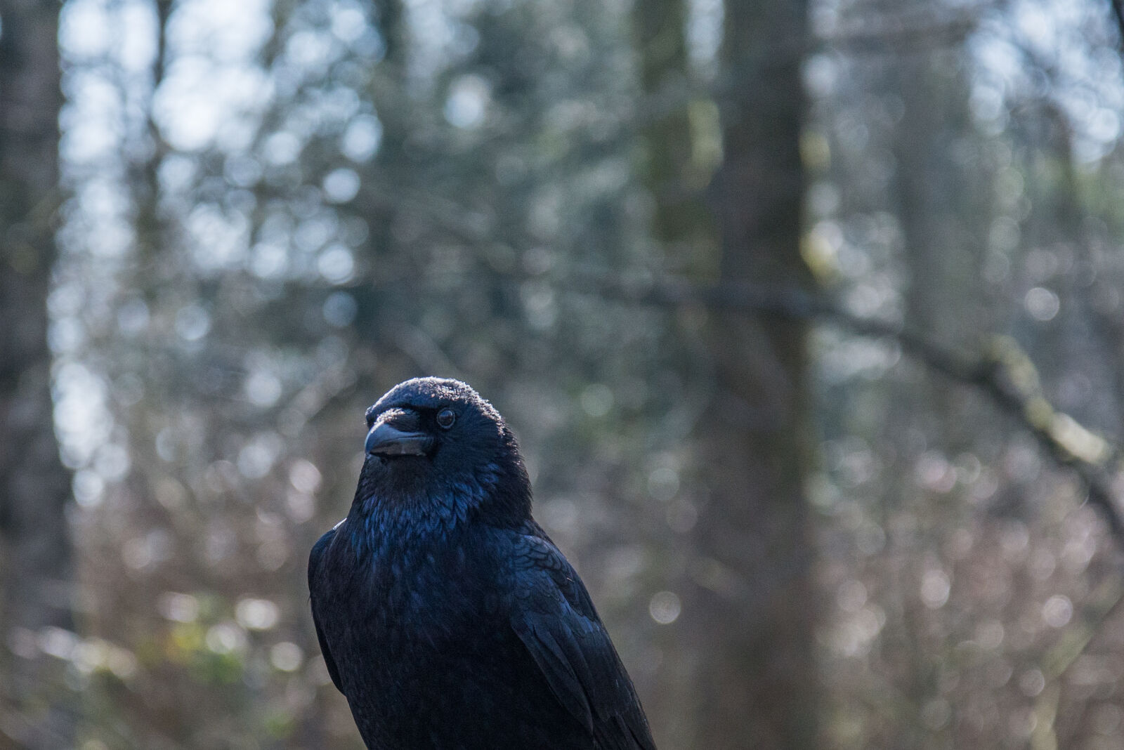 Nikon D600 sample photo. Bird, animal, black, crow photography