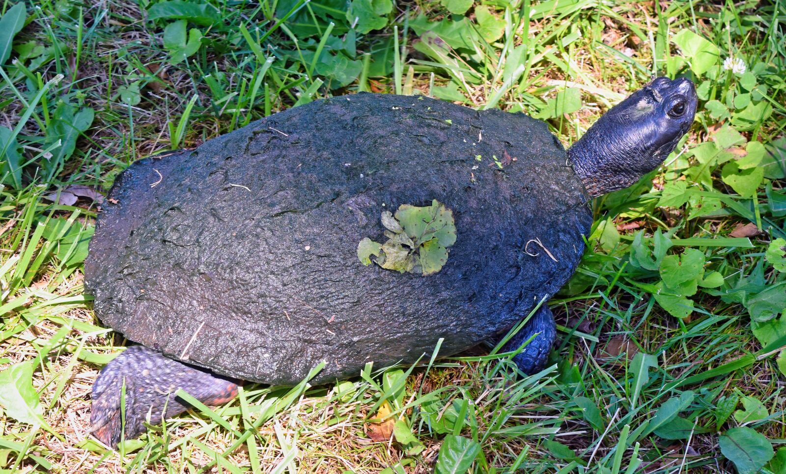 Nikon D3300 sample photo. Wood, turtle, tort photography