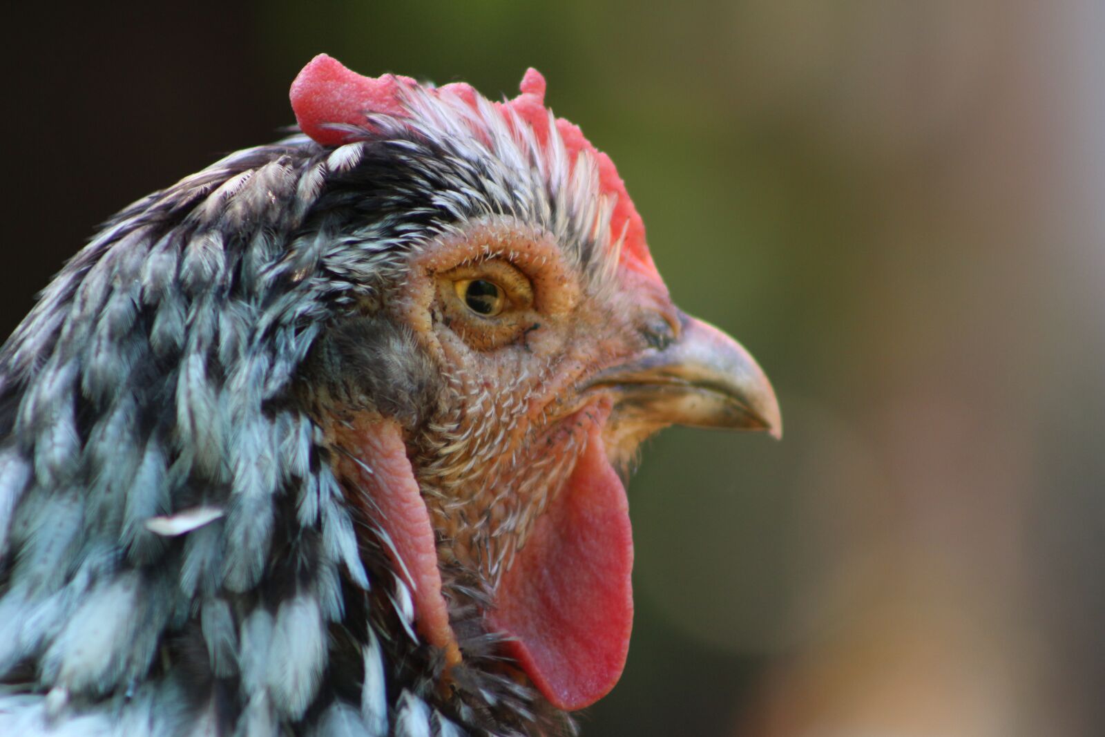 Canon EF75-300mm f/4-5.6 sample photo. Chicken, hen, poultry photography