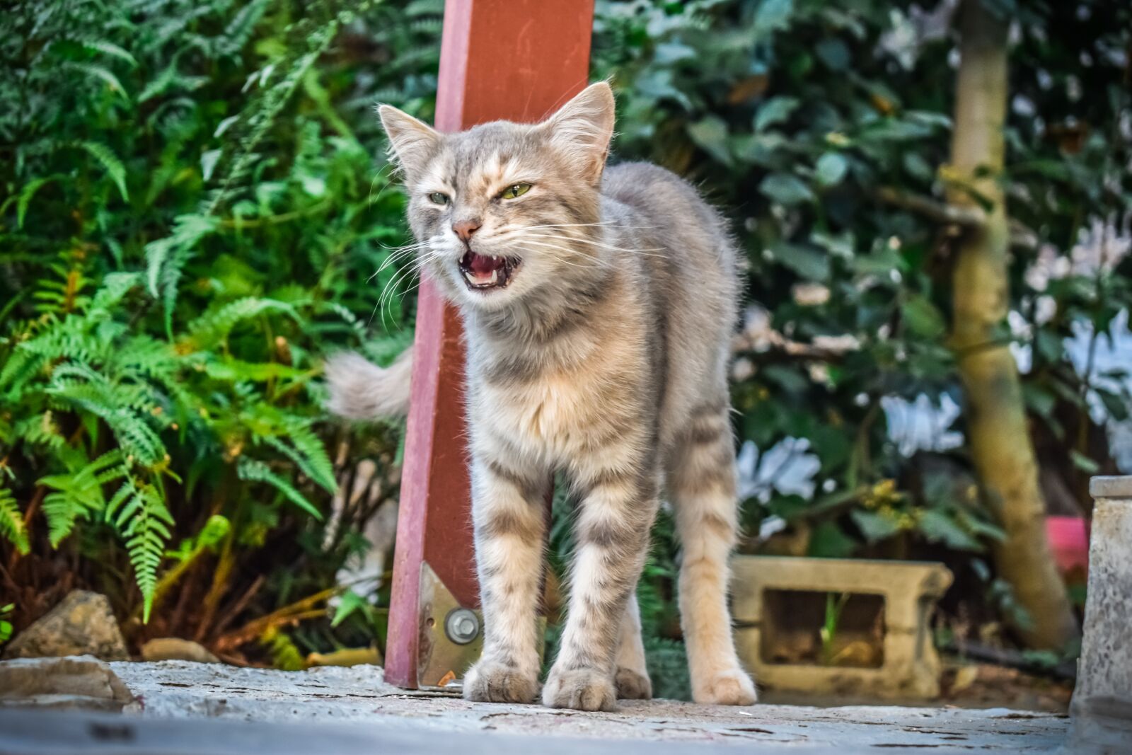 Nikon D3300 sample photo. Cat, stray, wild photography
