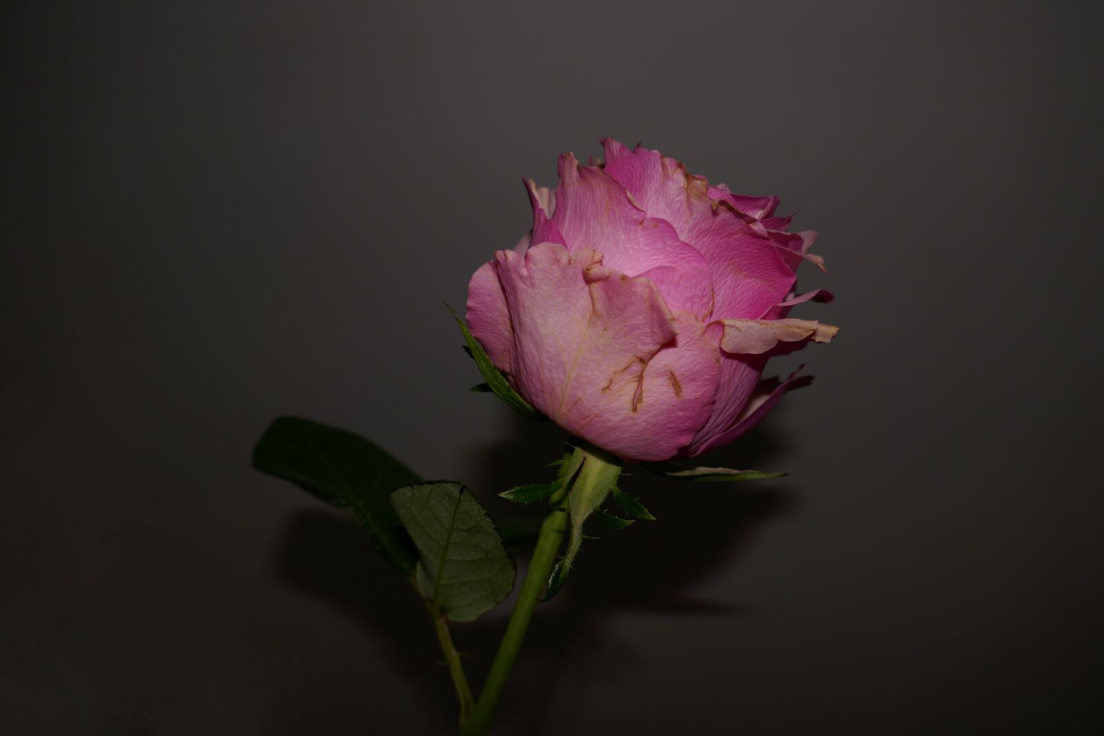Panasonic DMC-TZ101 sample photo. Rose, pink, dusky pink photography