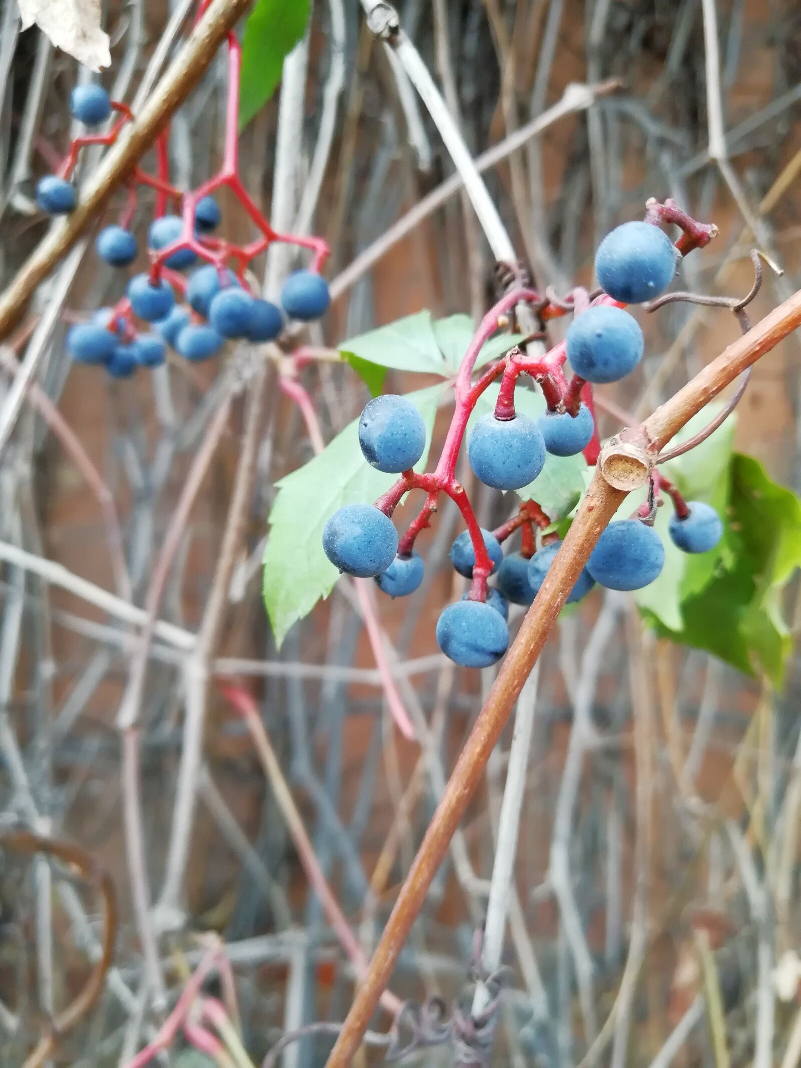 HUAWEI NOVA 2 sample photo. Wild grapes, autumn, fruit photography