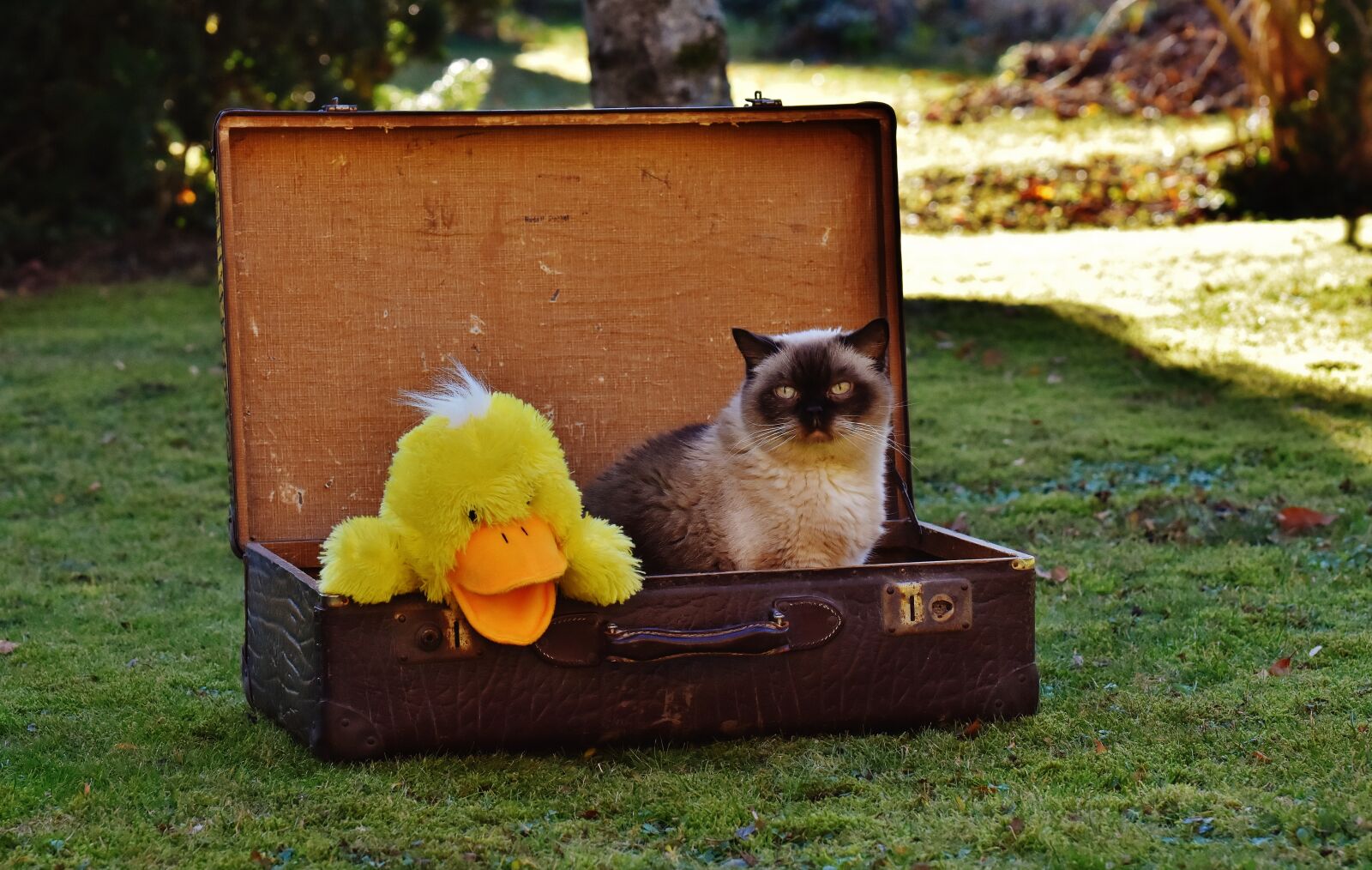 Nikon D7200 sample photo. Luggage, antique, cat photography