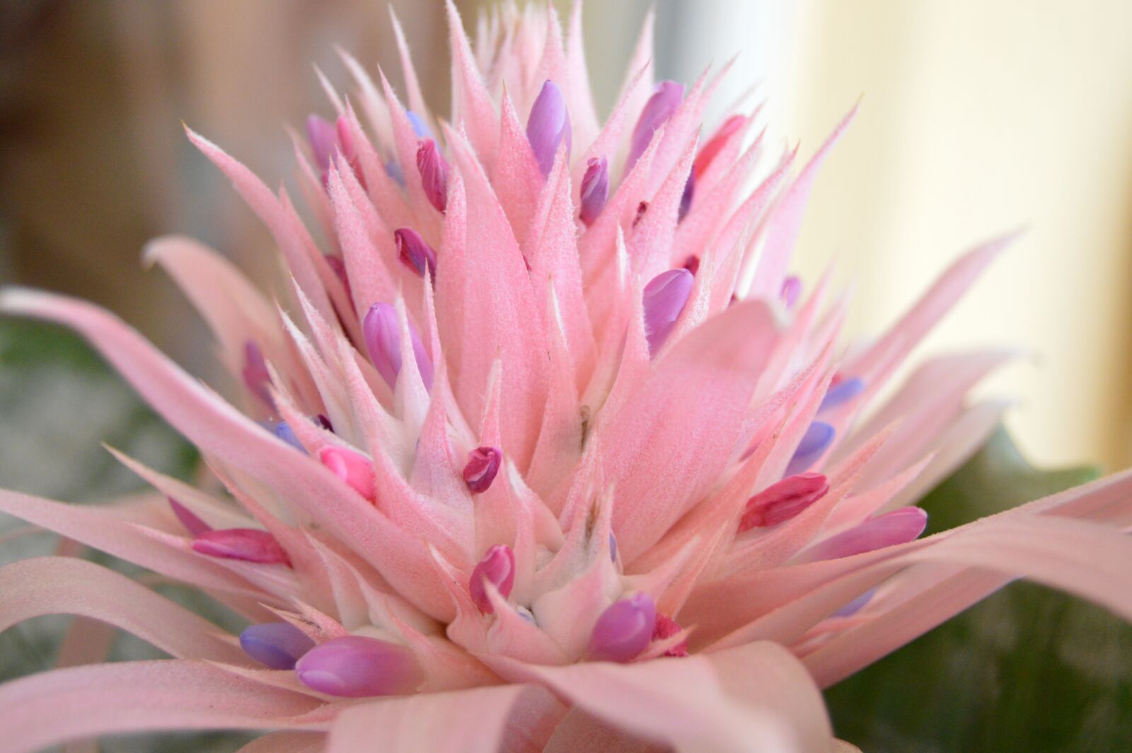 Nikon D3200 sample photo. Flower, closeup, nature photography