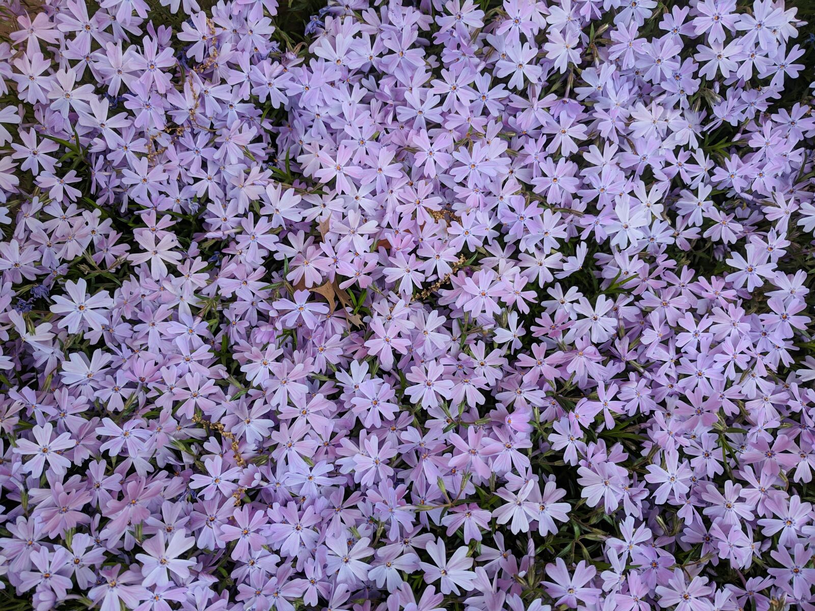 Google Pixel XL sample photo. Phlox, emerald blue, flowers photography