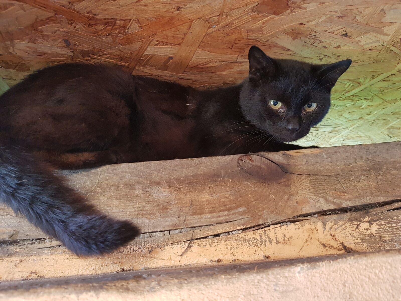 Samsung SM-N950F sample photo. Black cat, cat, black photography