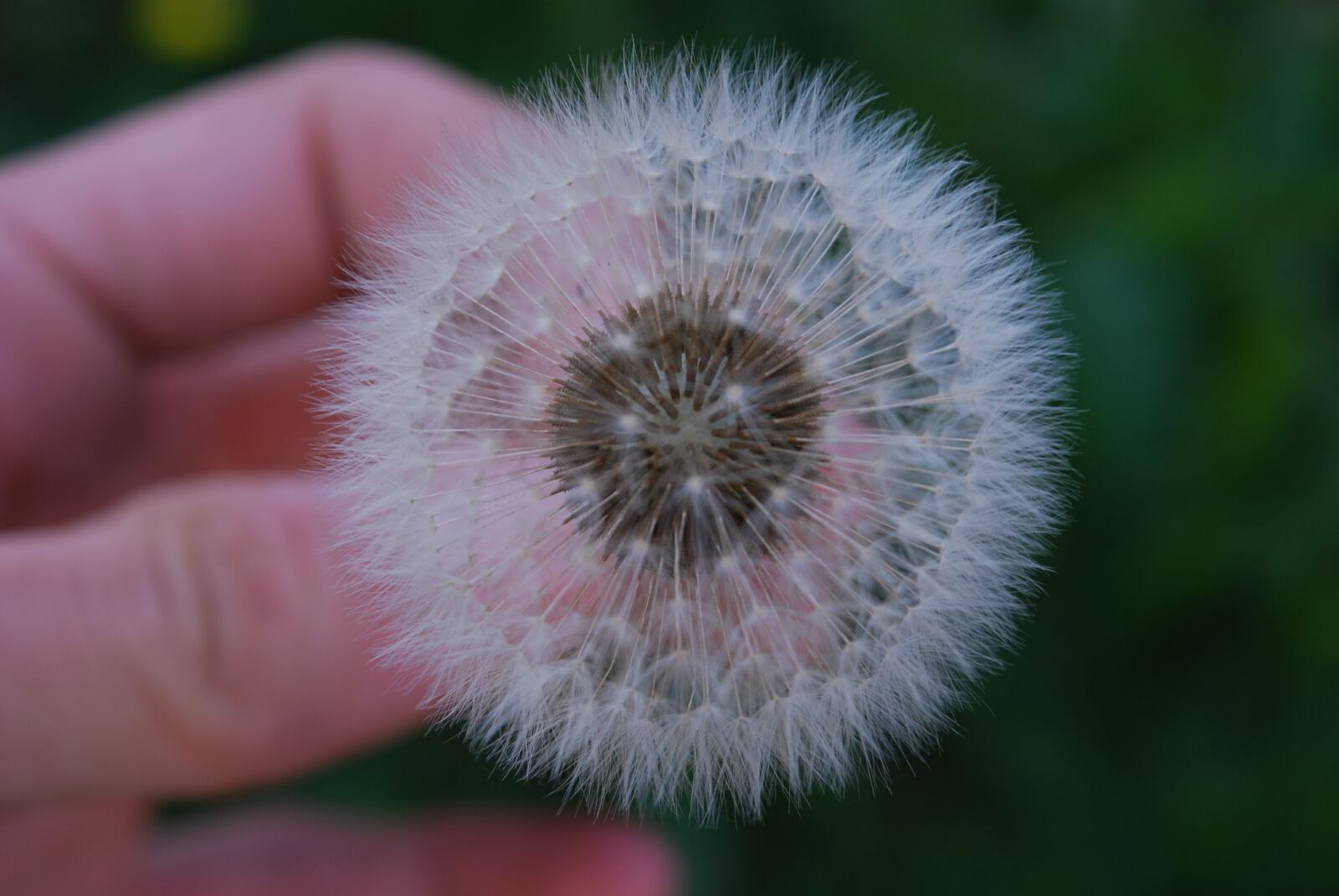 Nikon D60 sample photo. Flower, picture, nature photography