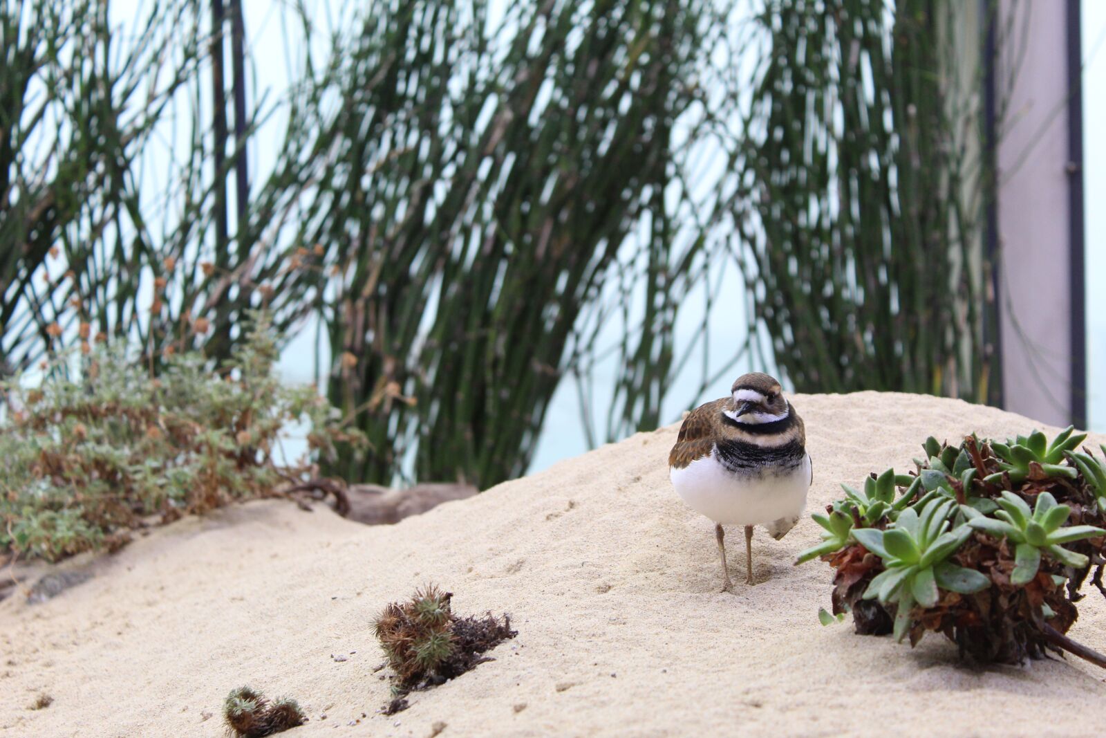 Canon EOS 1300D (EOS Rebel T6 / EOS Kiss X80) sample photo. Sand, nature, succulents photography