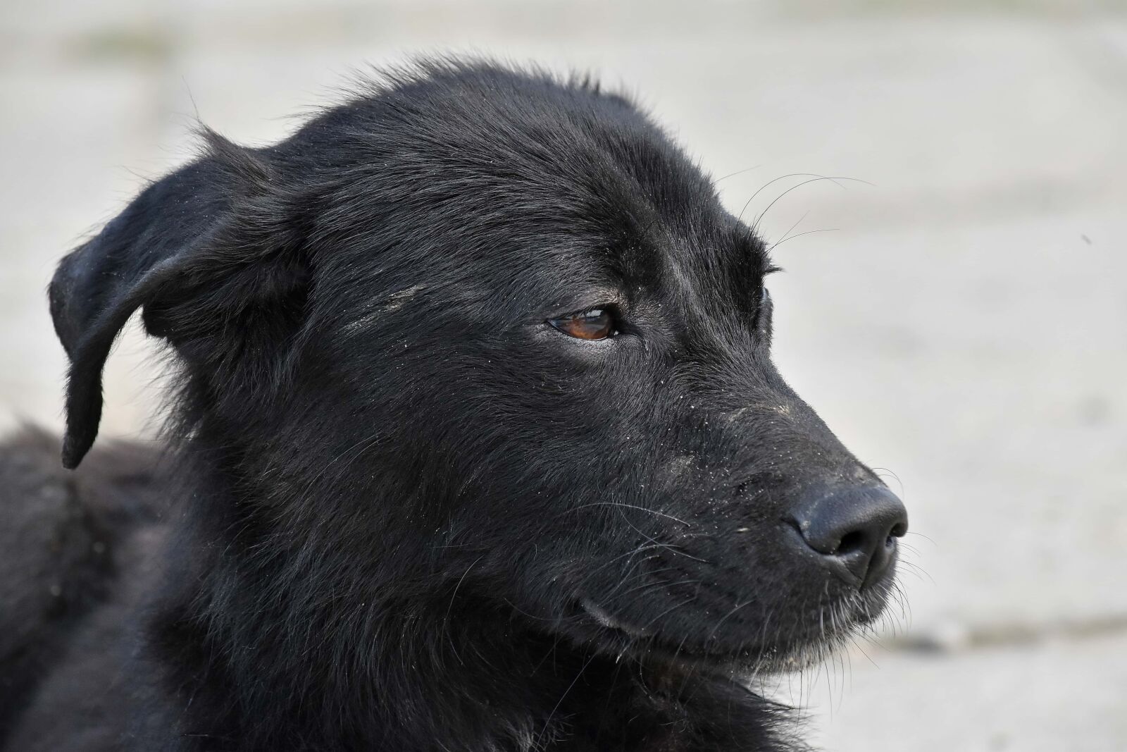 Nikon D5500 sample photo. Black, dog, portrait, puppy photography