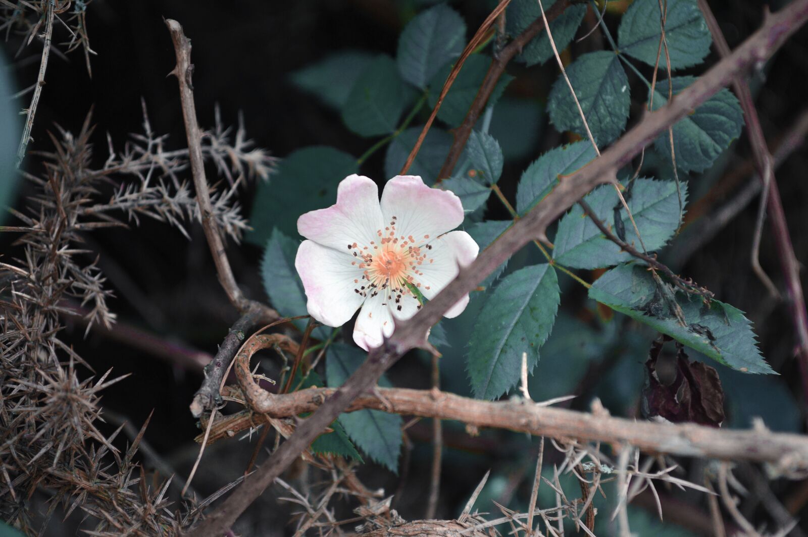 Nikon D3200 sample photo. Flower, nature, petals photography