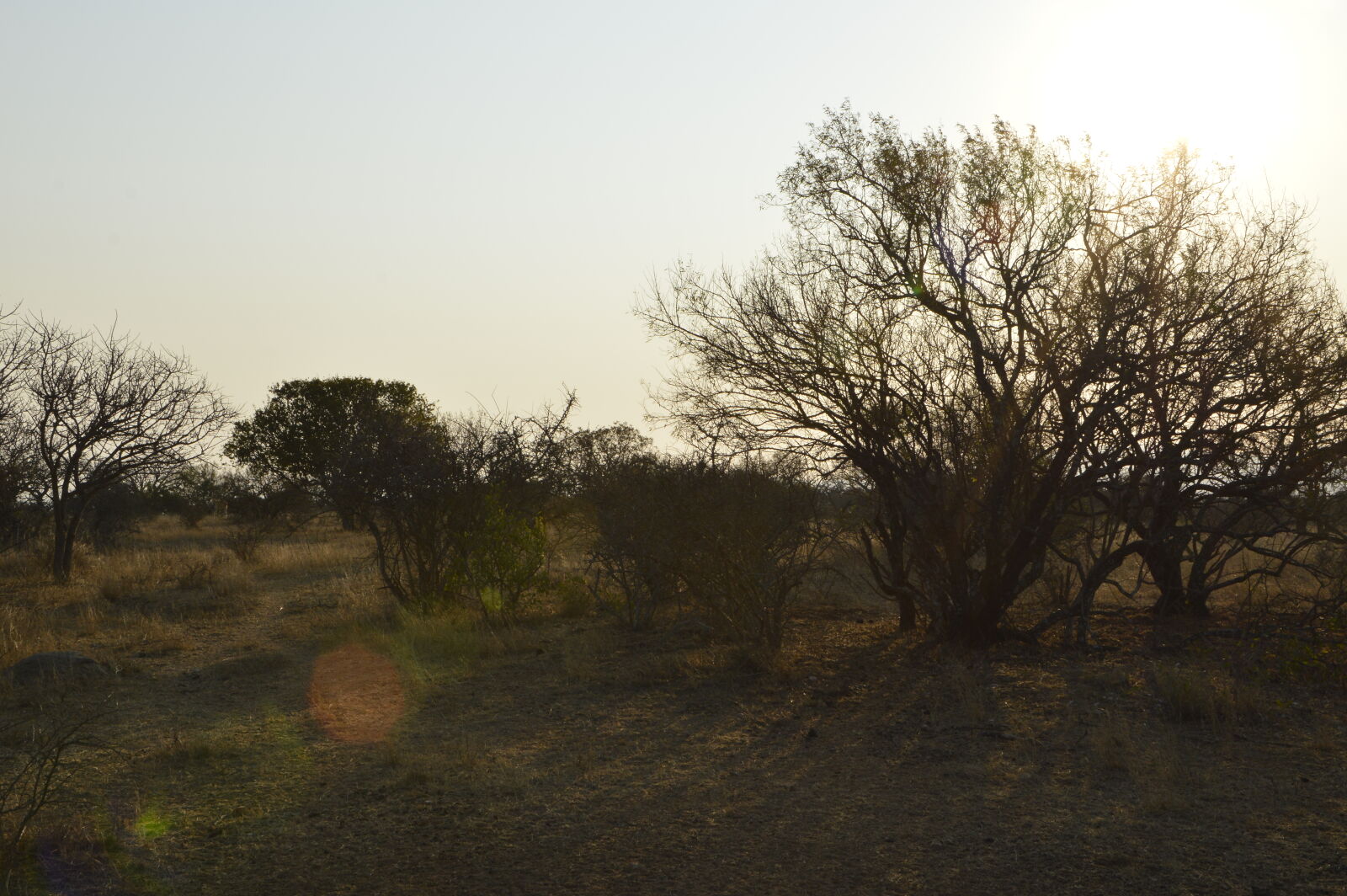 Nikon D3200 + Sigma 18-250mm F3.5-6.3 DC OS HSM sample photo. Bush, bushveld, evening, sun photography
