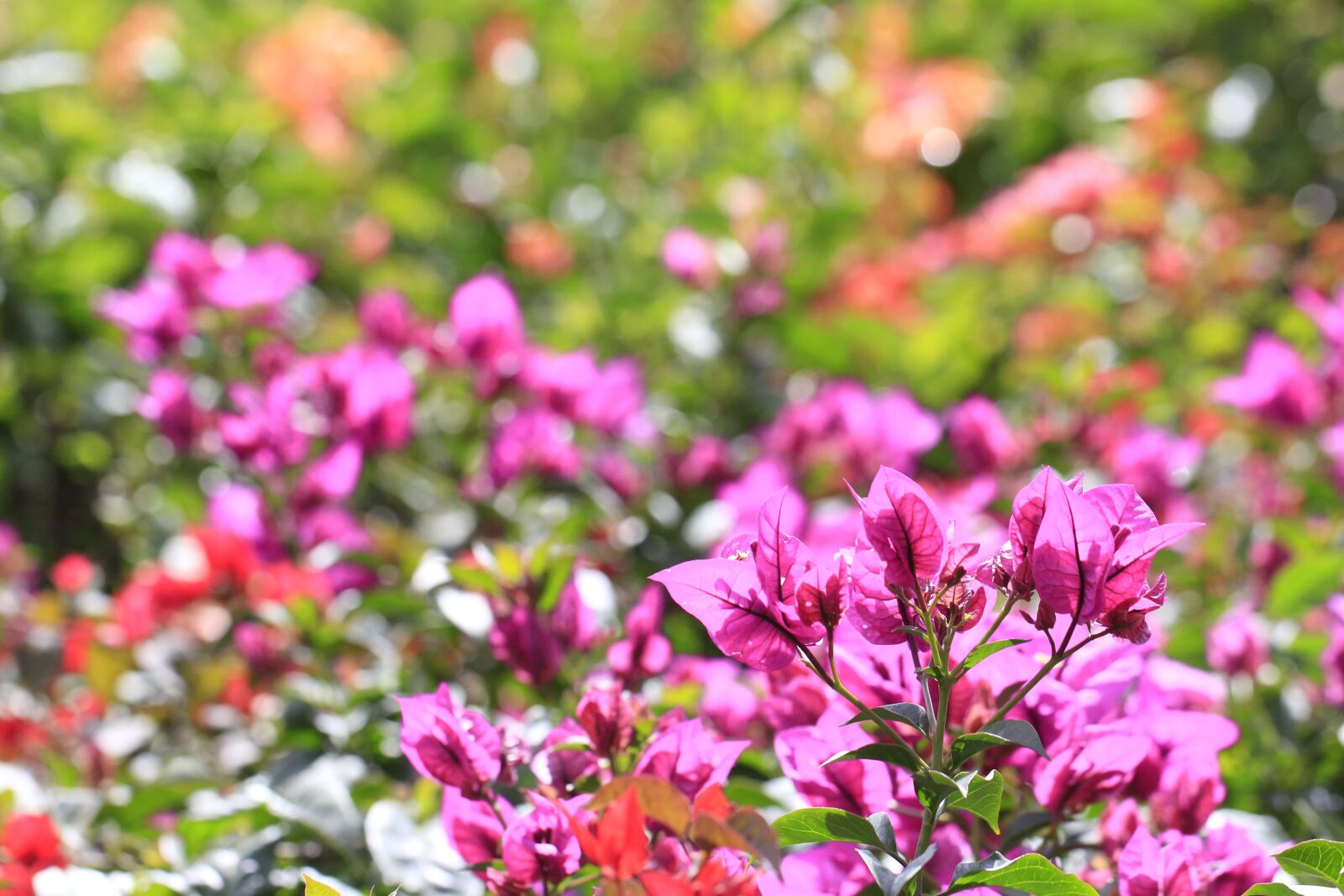 Canon EOS 700D (EOS Rebel T5i / EOS Kiss X7i) sample photo. Flowers, colors, flower photography