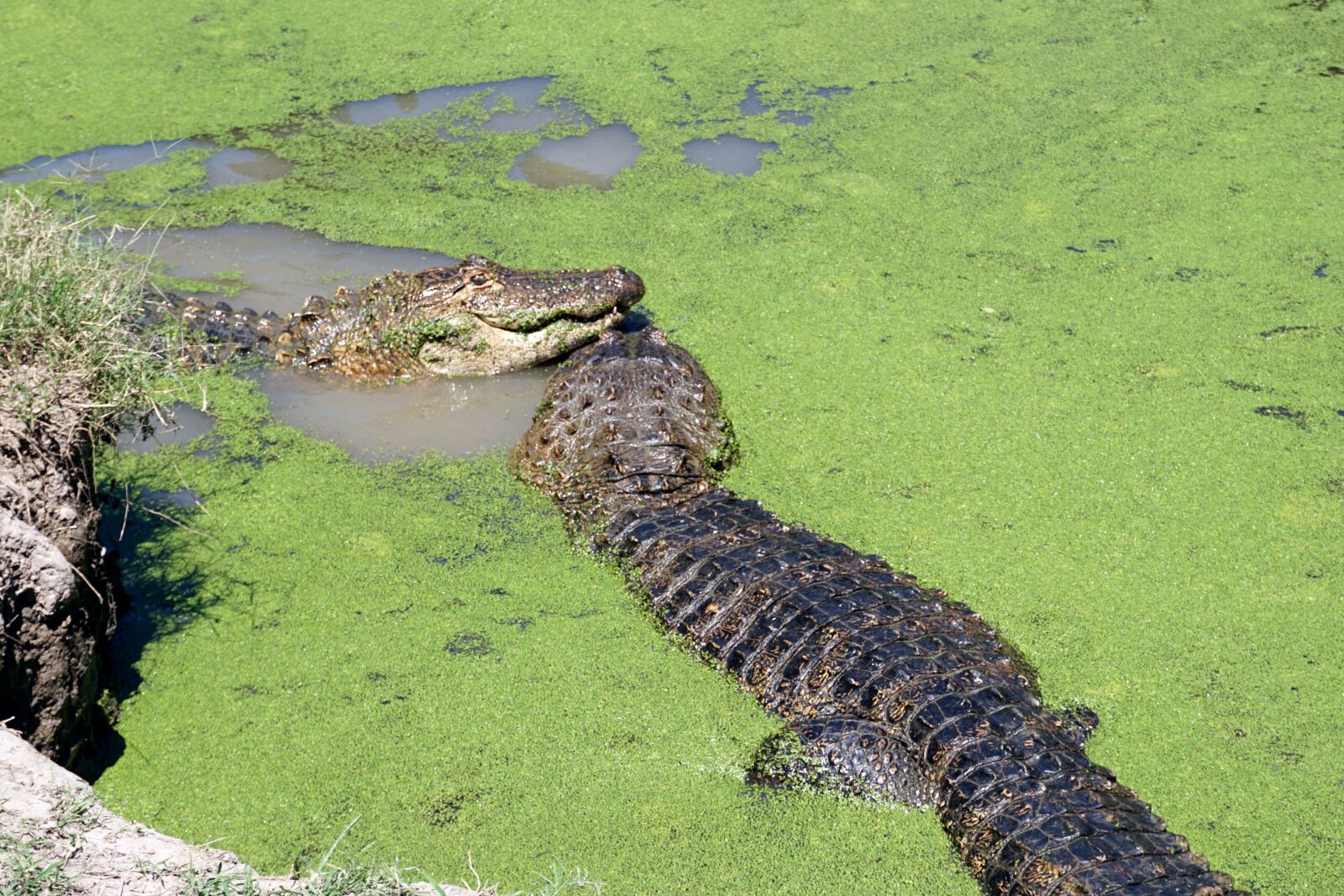 Sony a6000 sample photo. Alligator, reptile, crocodile photography