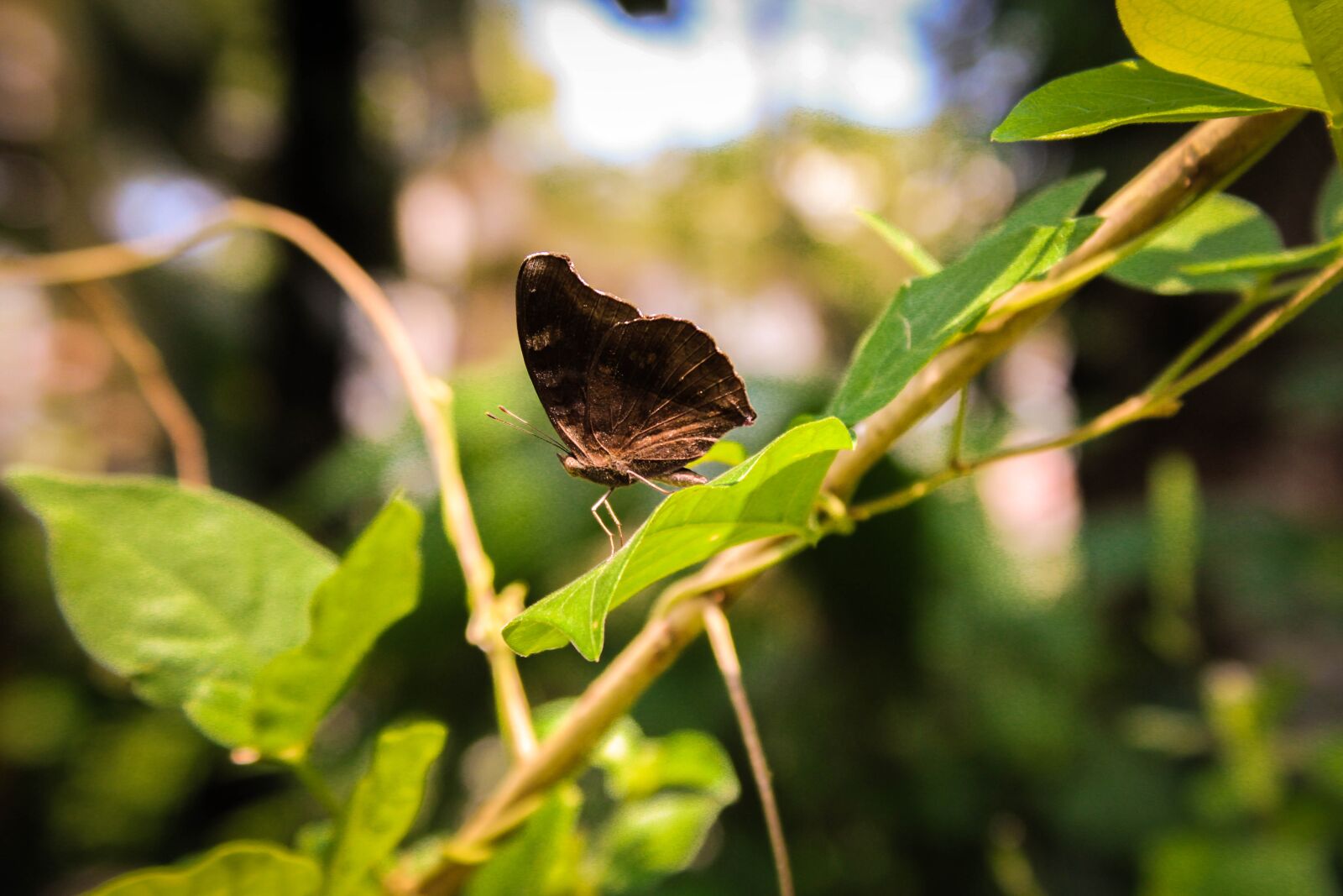 Canon EOS 2000D (EOS Rebel T7 / EOS Kiss X90 / EOS 1500D) sample photo. Animal, background, beautiful photography