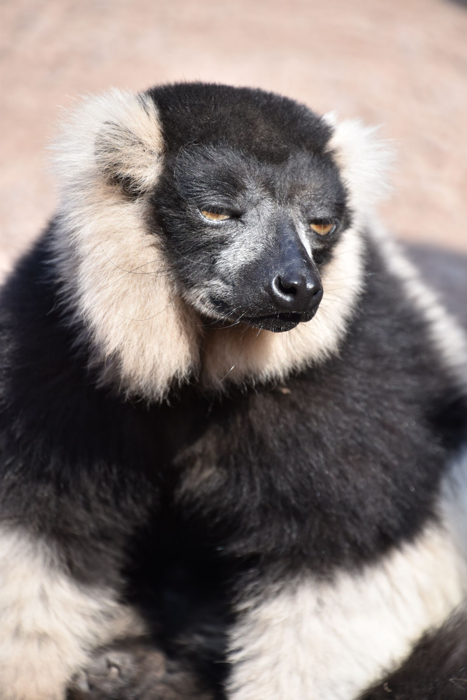 Nikon D5600 sample photo. Lemur, maki catta, madagascar photography