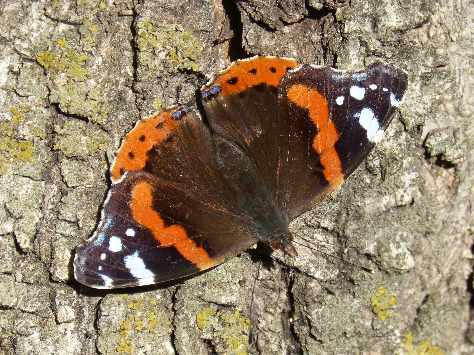 Panasonic DMC-FZ62 sample photo. Butterfly, atalanta, vanessa atalanta photography