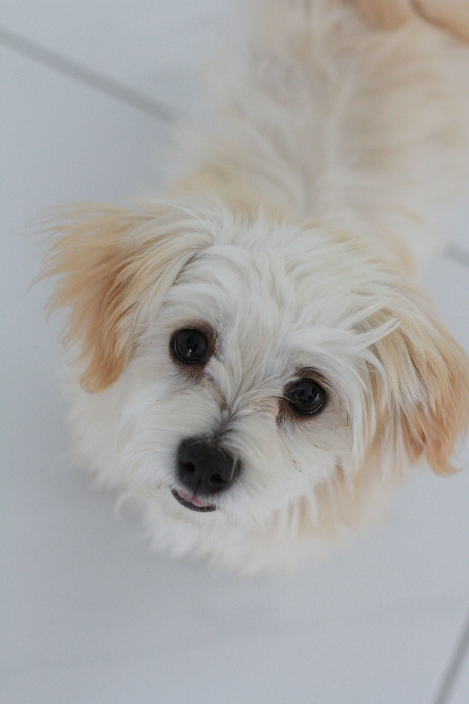 Canon EOS 7D + Canon EF 50mm F1.8 II sample photo. Maltese, puppy photography