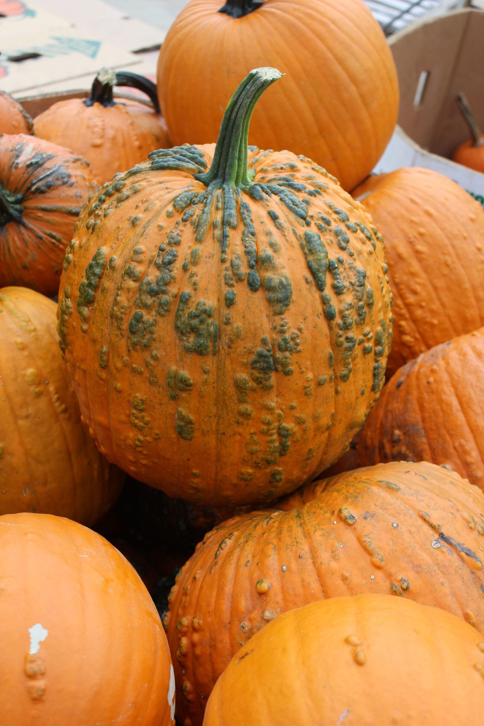 Canon EOS 1200D (EOS Rebel T5 / EOS Kiss X70 / EOS Hi) sample photo. Pumpkin, johnson farms plants photography