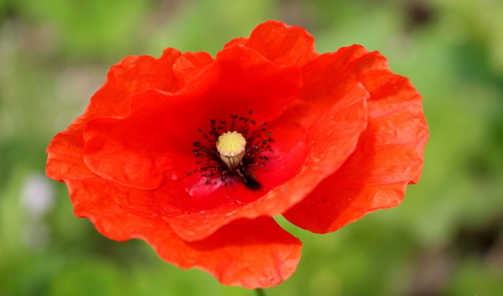 Canon EOS 100D (EOS Rebel SL1 / EOS Kiss X7) sample photo. Poppy, red, flower photography
