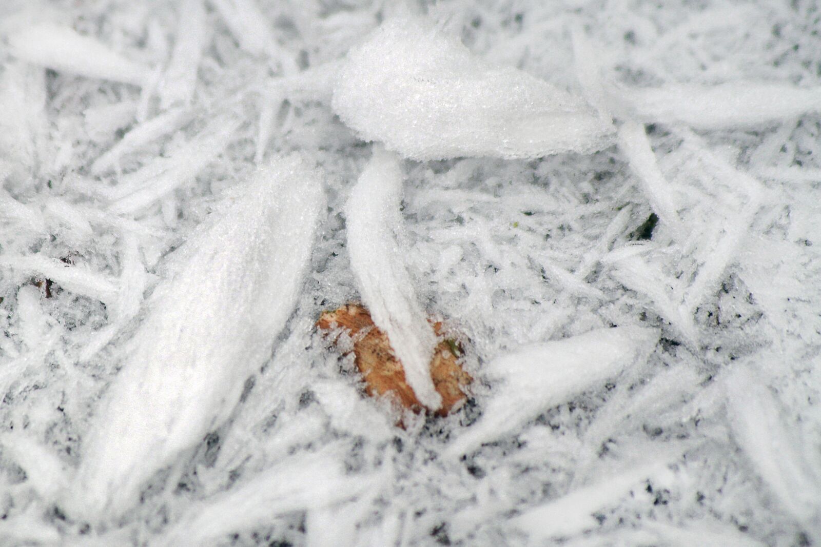 Canon EOS 1000D (EOS Digital Rebel XS / EOS Kiss F) sample photo. Frost, winter, frozen photography